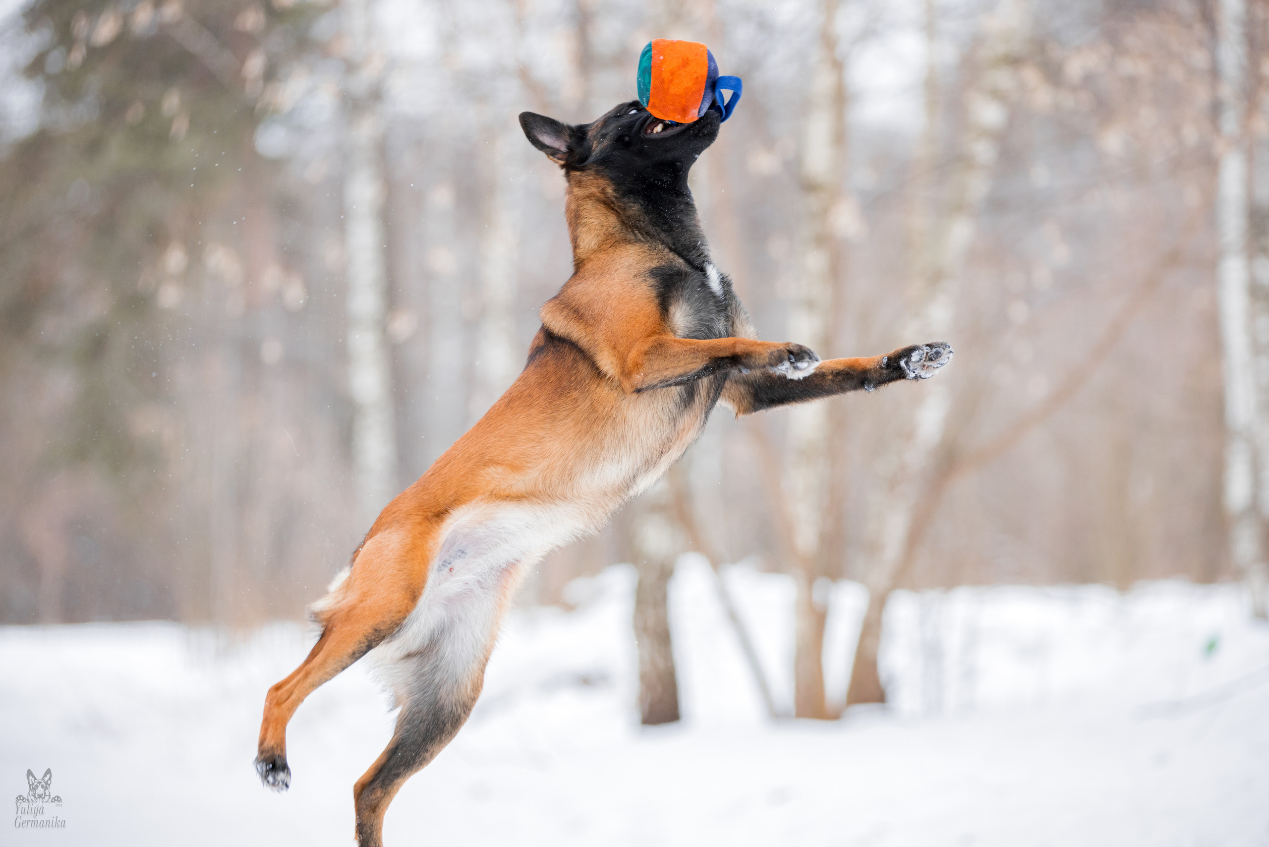 Свободная съемка. Фотограф-анималист Юлия Германика