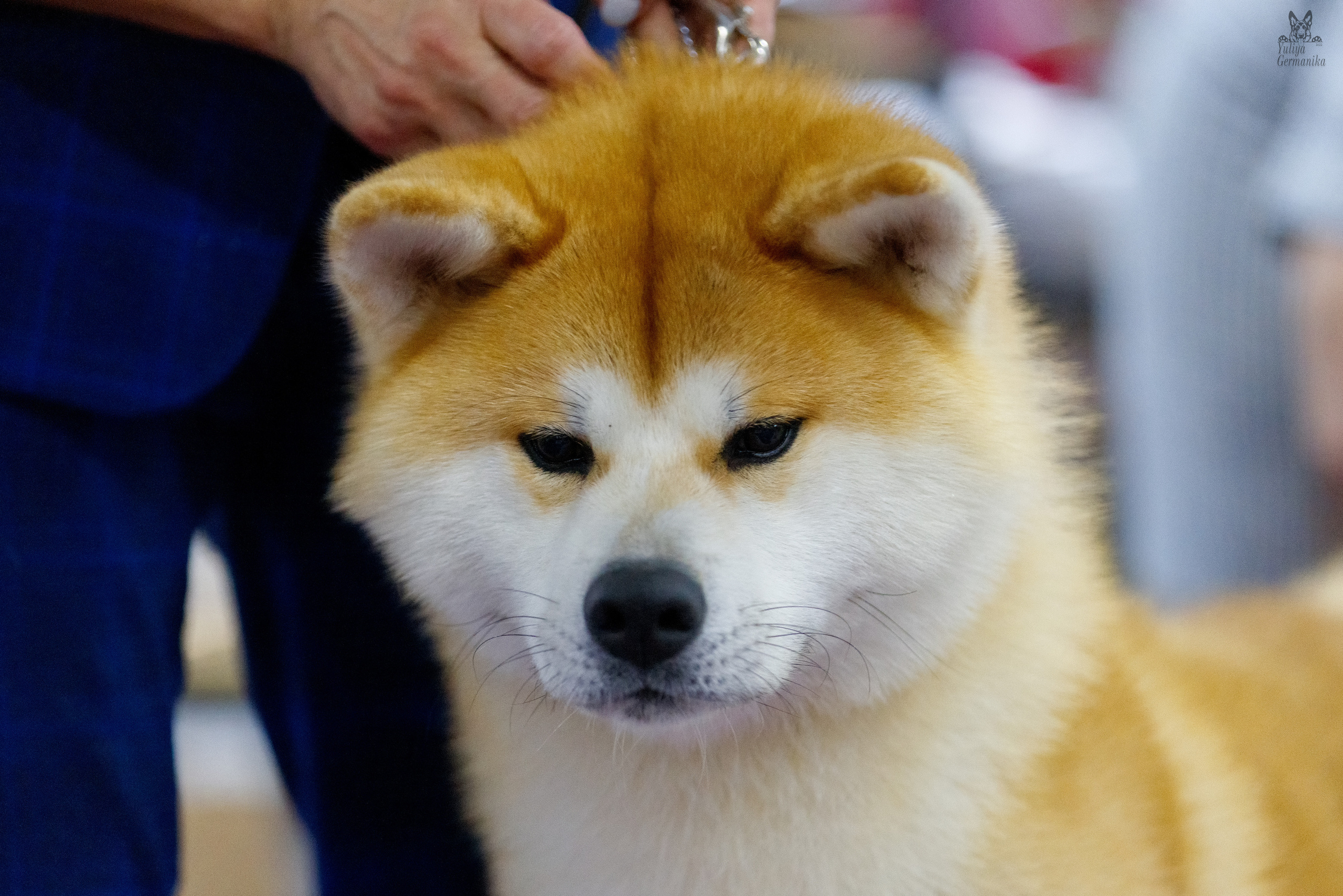 Чайна-Таун 3 и 10.12.2022. Фотограф-анималист Юлия Германика