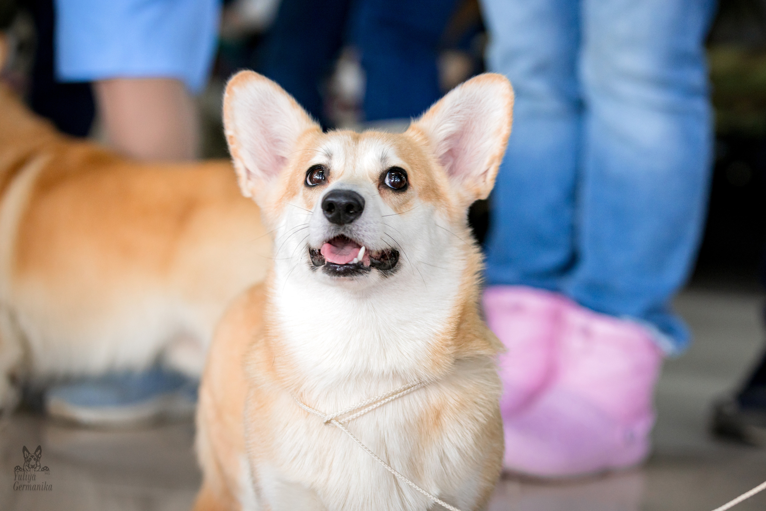 Можайский двор 11-12.02.2023. Фотограф-анималист Юлия Германика