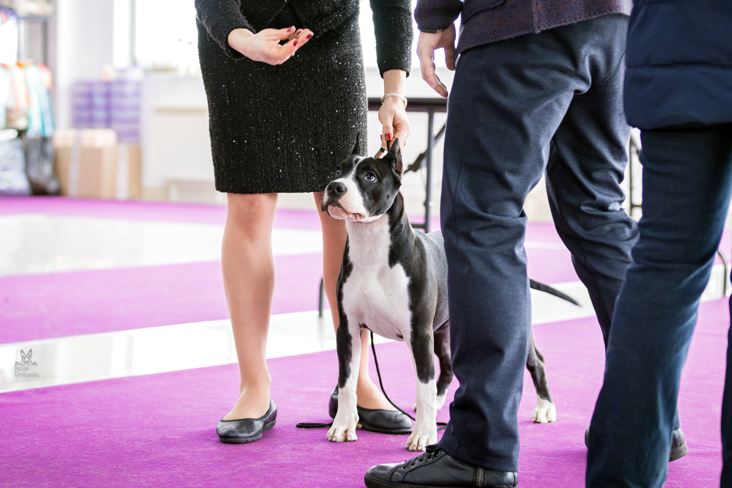 Можайский двор 11-12.02.2023. Фотограф-анималист Юлия Германика