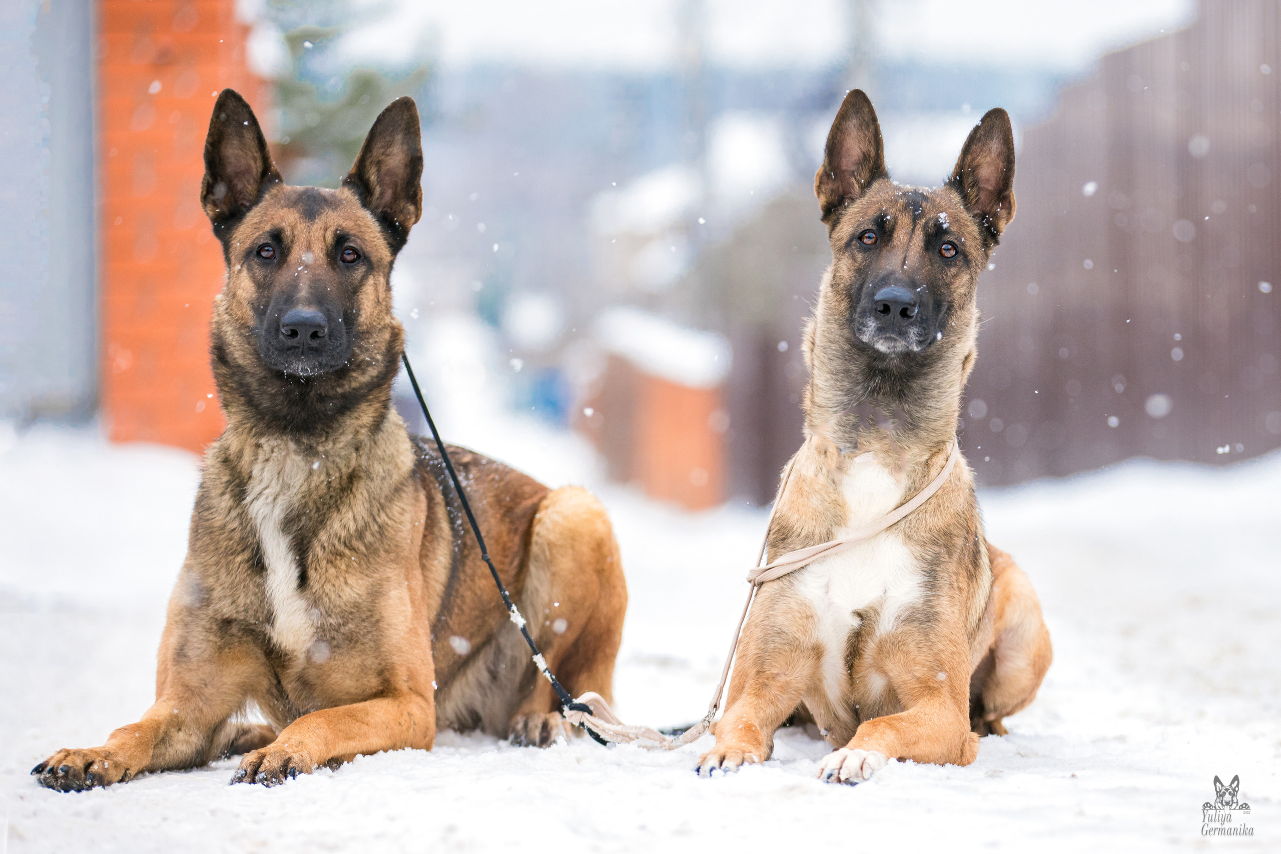 Свободная съемка. Фотограф-анималист Юлия Германика