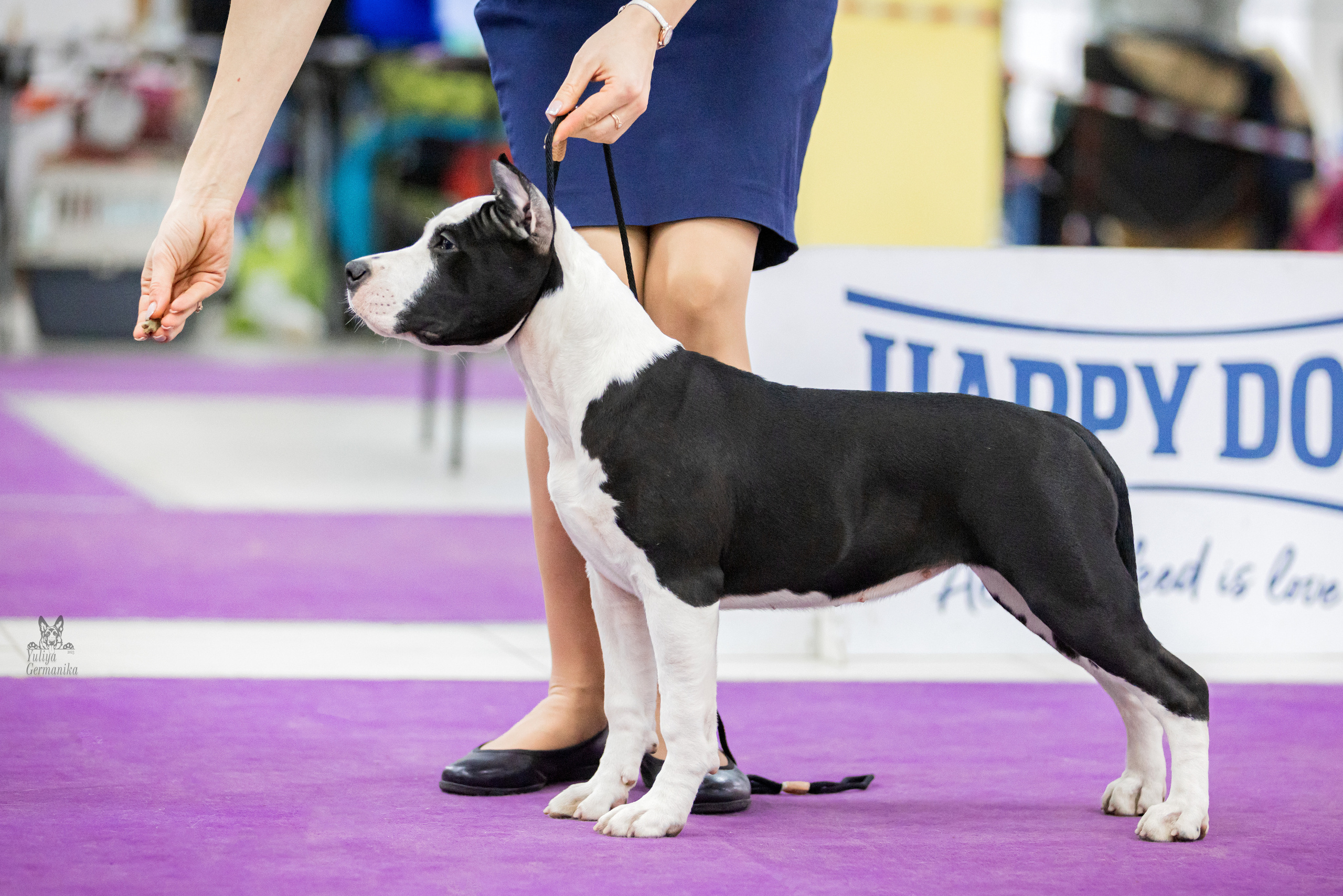 Чайна-Таун 15,21 и 22.01.2023. Фотограф-анималист Юлия Германика