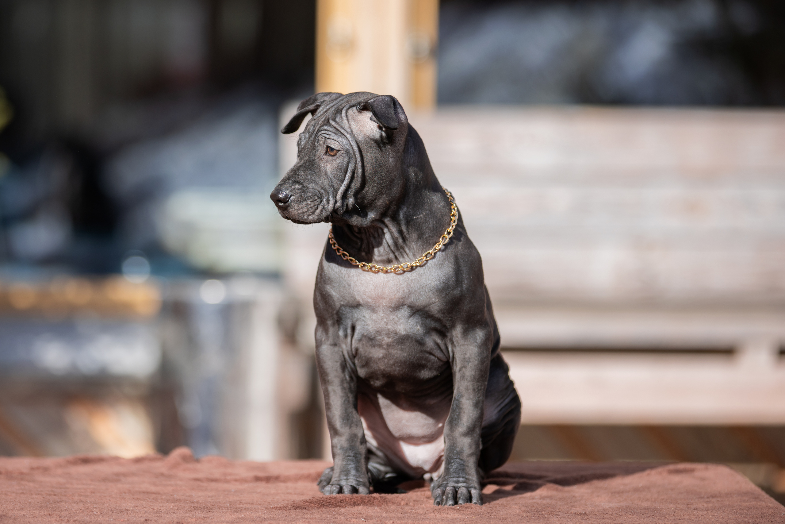 Съёмки щенков и котят. Фотограф-анималист Юлия Германика