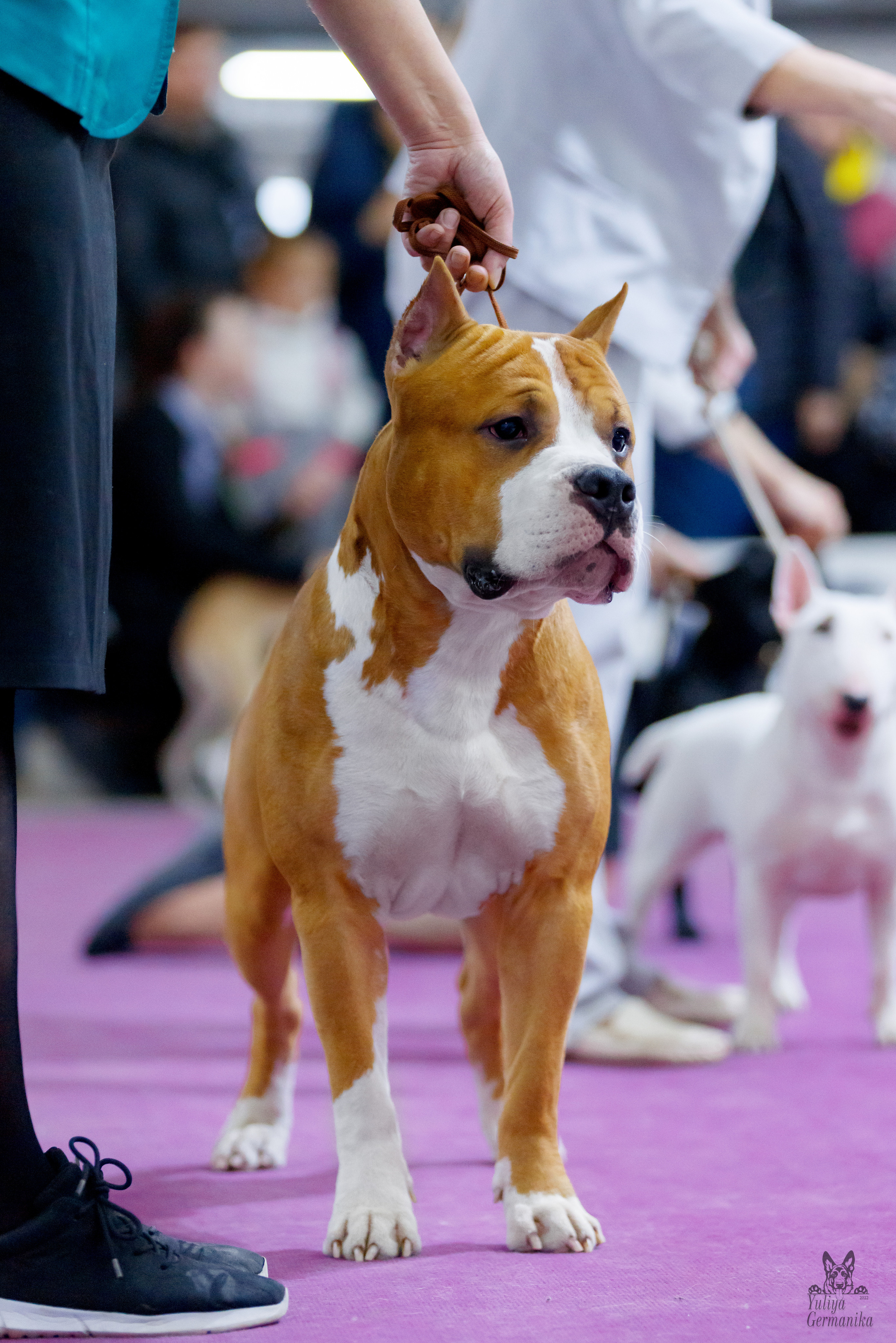 Чайна-Таун 3 и 10.12.2022. Фотограф-анималист Юлия Германика