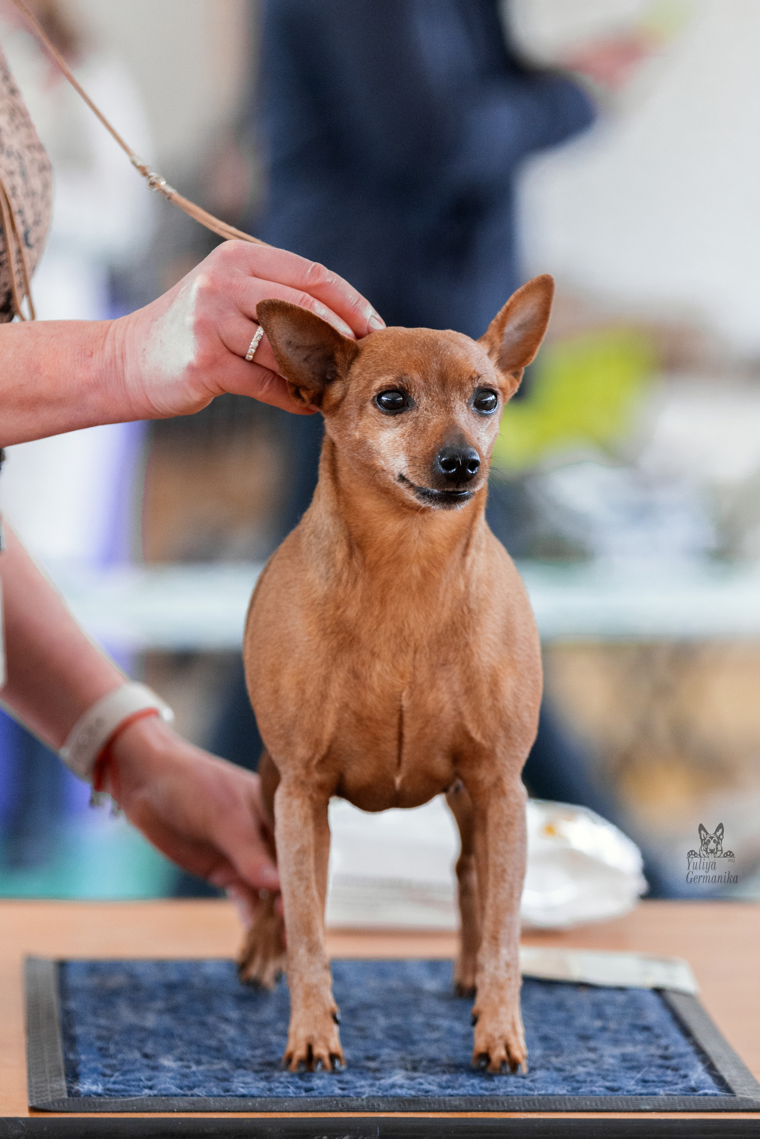 Тверь 19.03.2023. Фотограф-анималист Юлия Германика