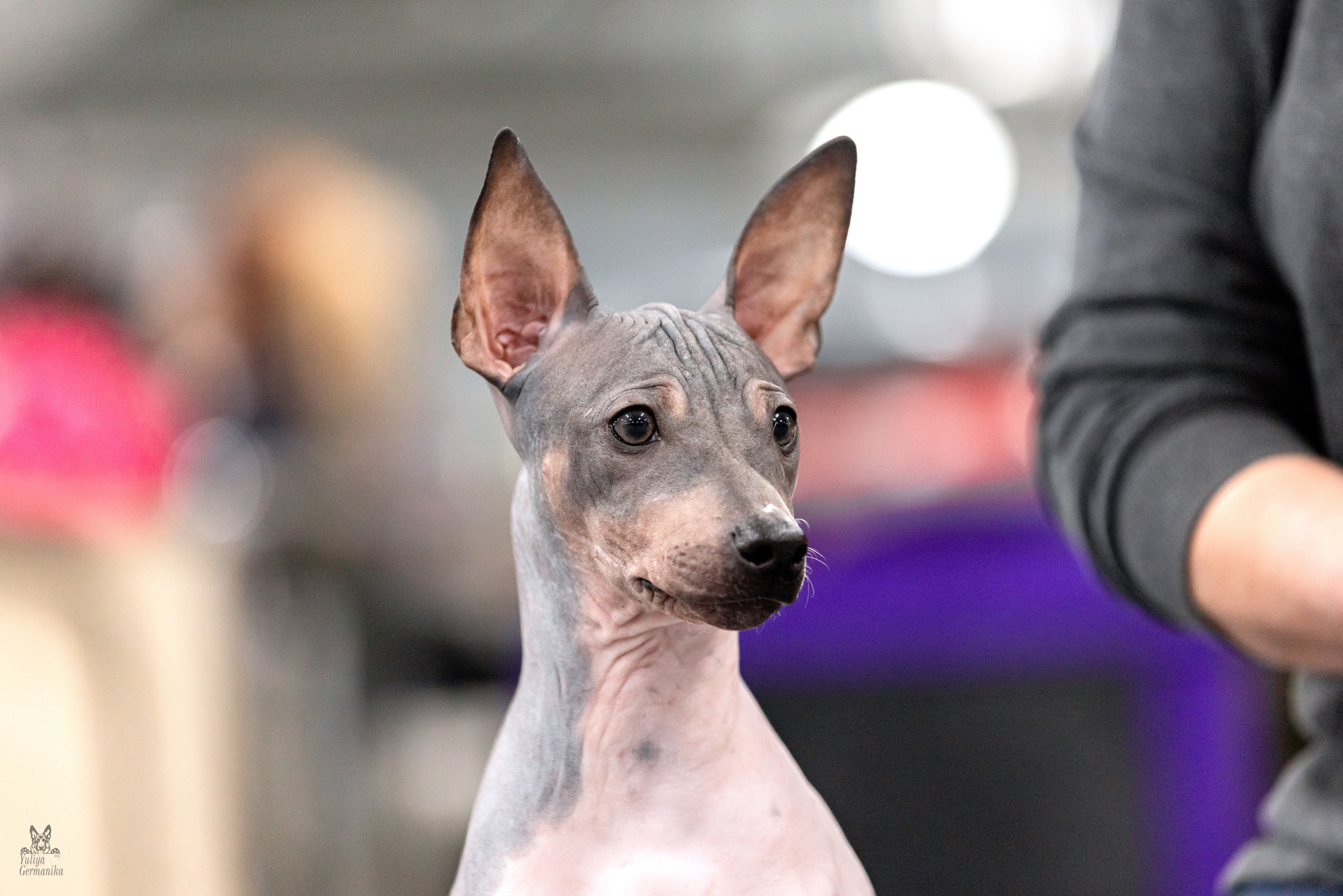 Сфера 5.03.2023. Фотограф-анималист Юлия Германика