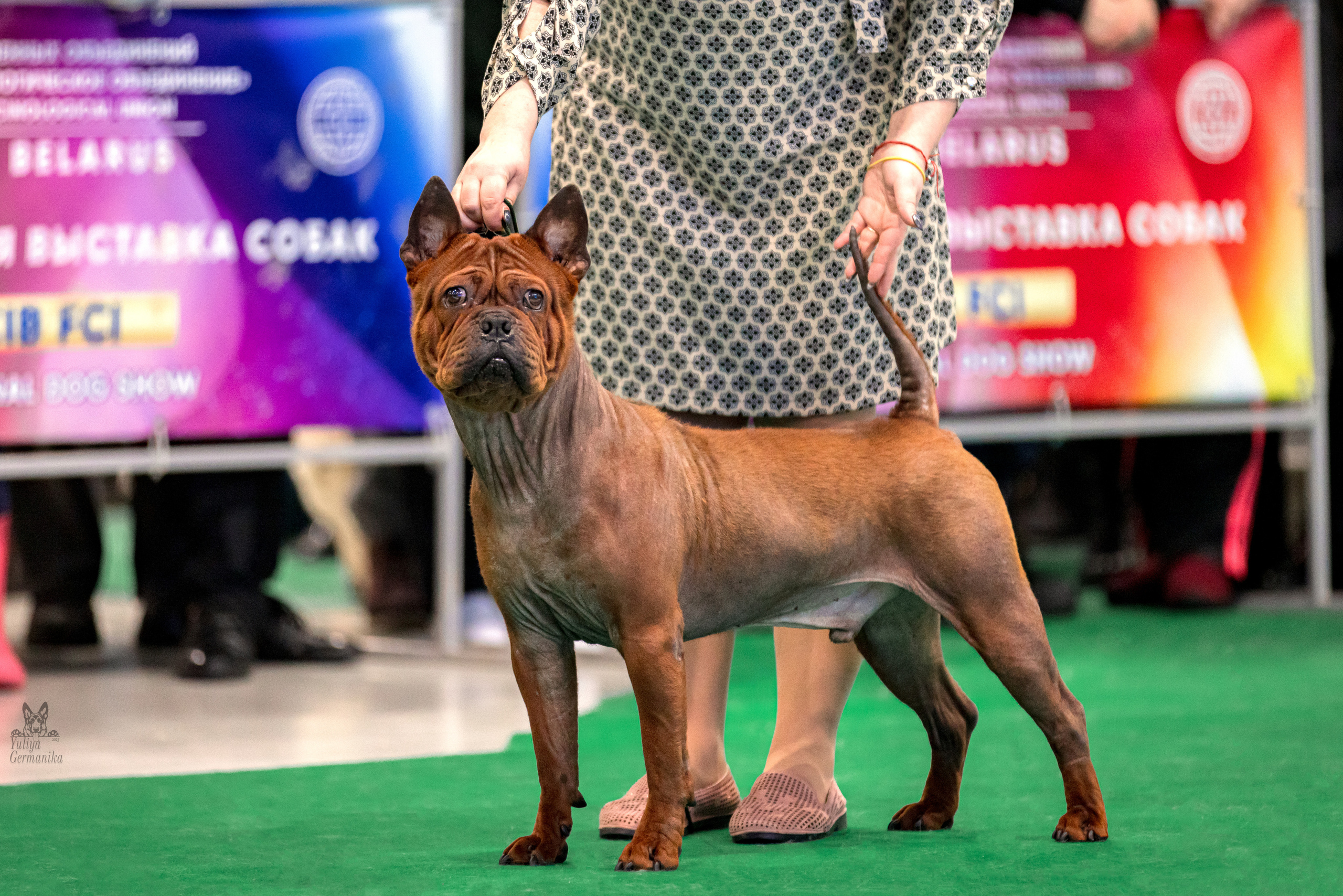 Минск 25-26.02.2023. Фотограф-анималист Юлия Германика