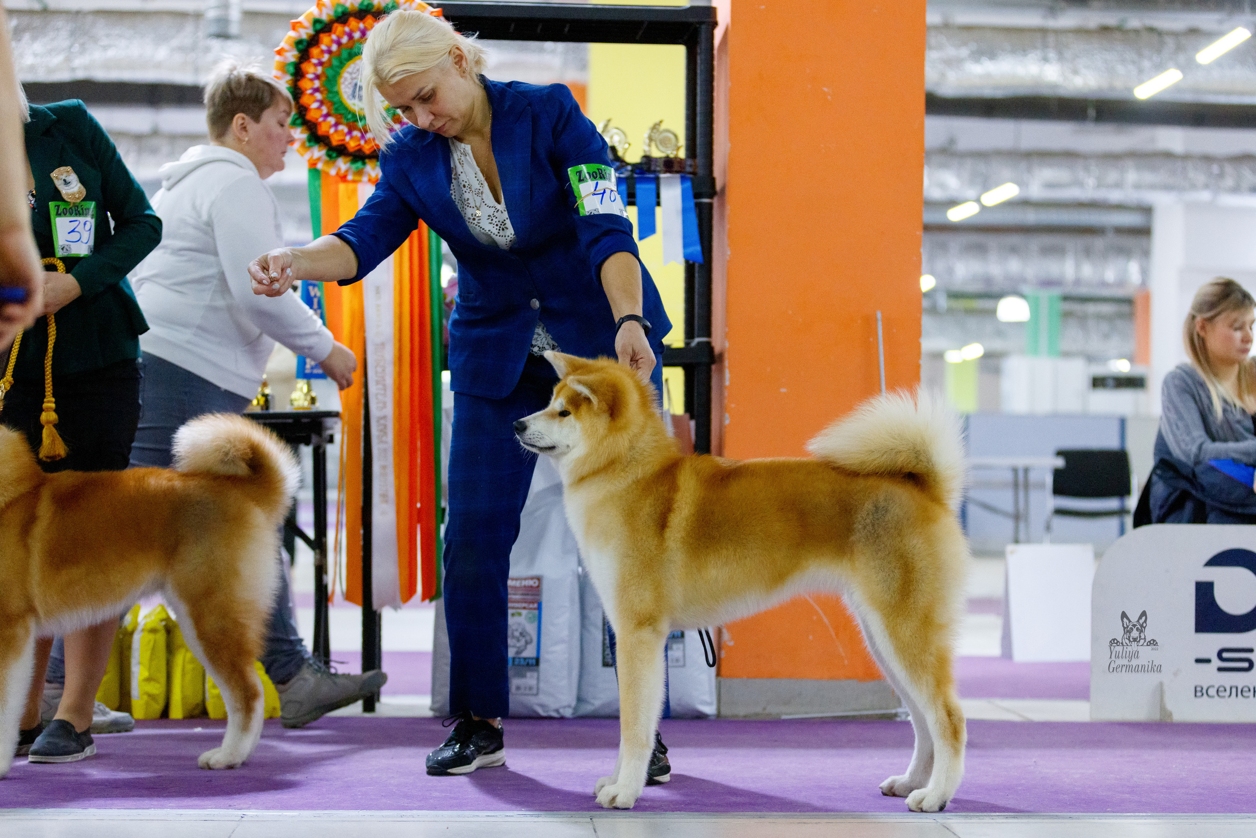 Чайна-Таун 3 и 10.12.2022. Фотограф-анималист Юлия Германика