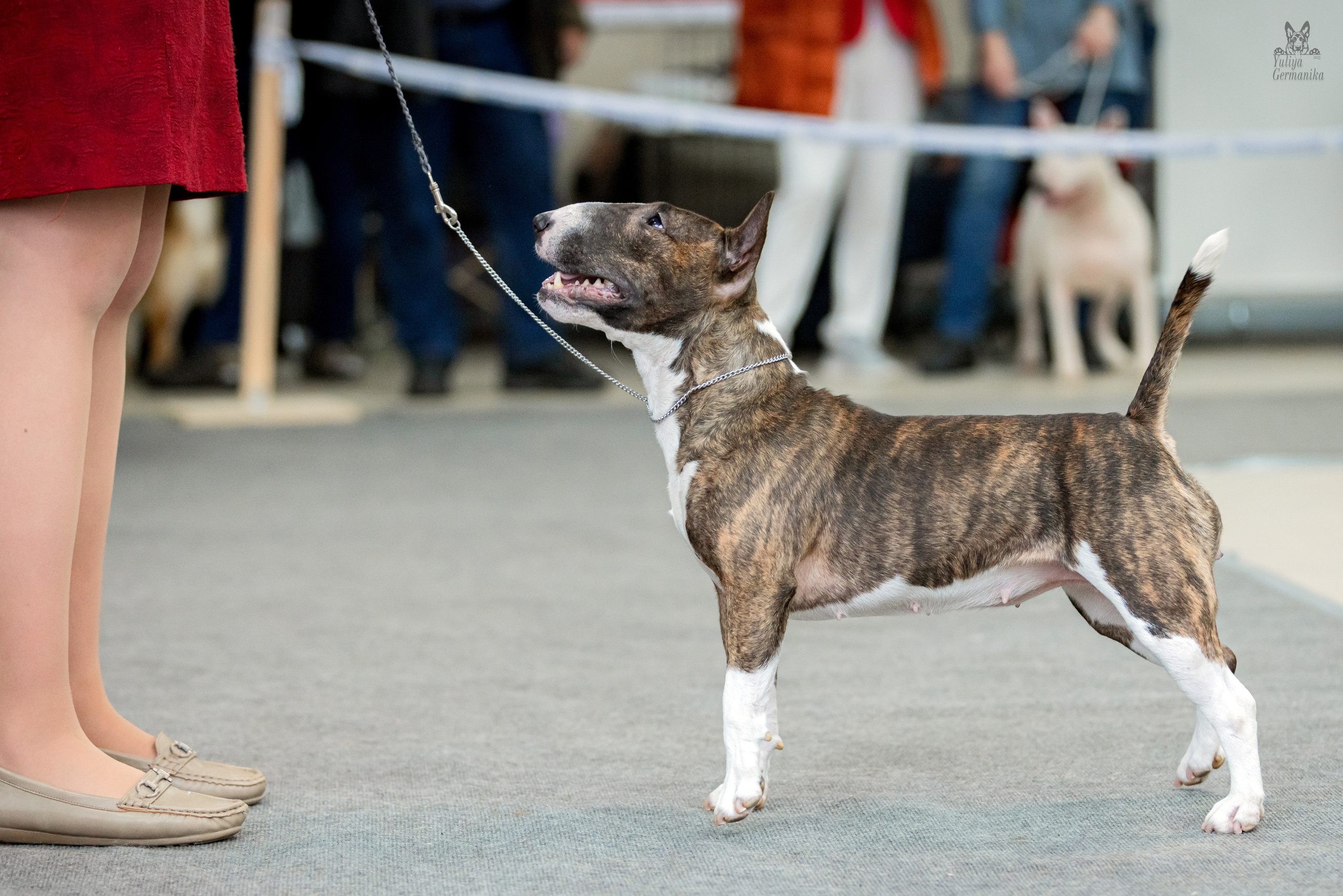 Тверь 19.02.2023. Фотограф-анималист Юлия Германика