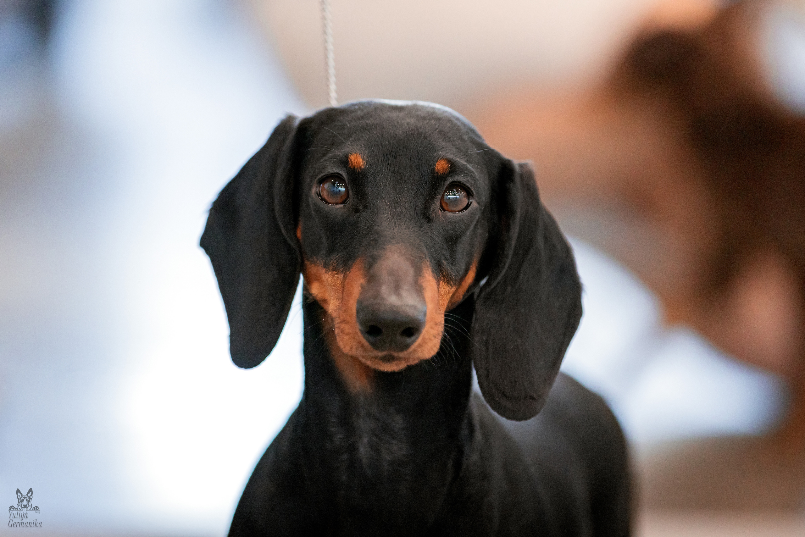 Казань 11.03.2023. Фотограф-анималист Юлия Германика