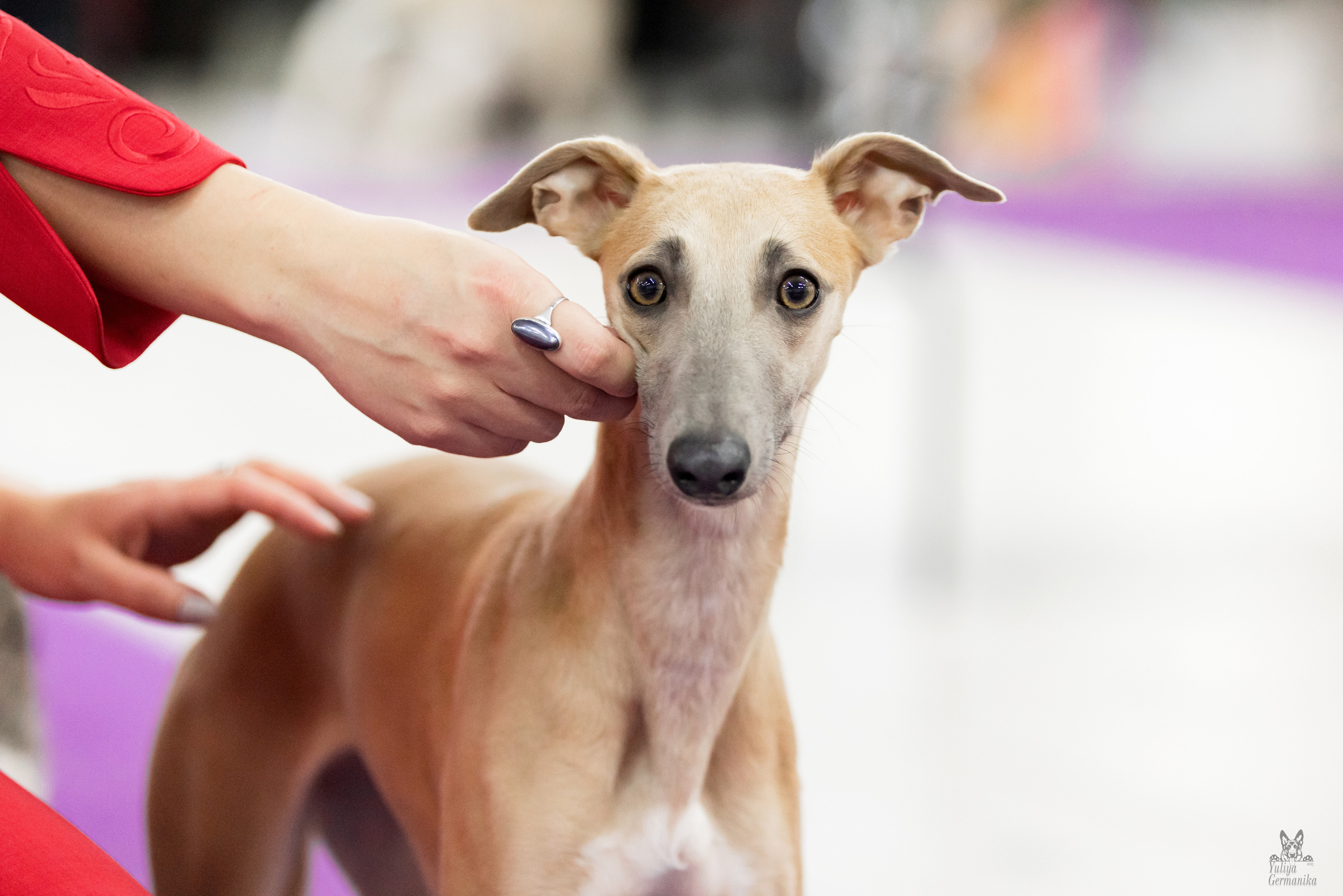 Чайна-Таун 5-8.01.2023. Фотограф-анималист Юлия Германика