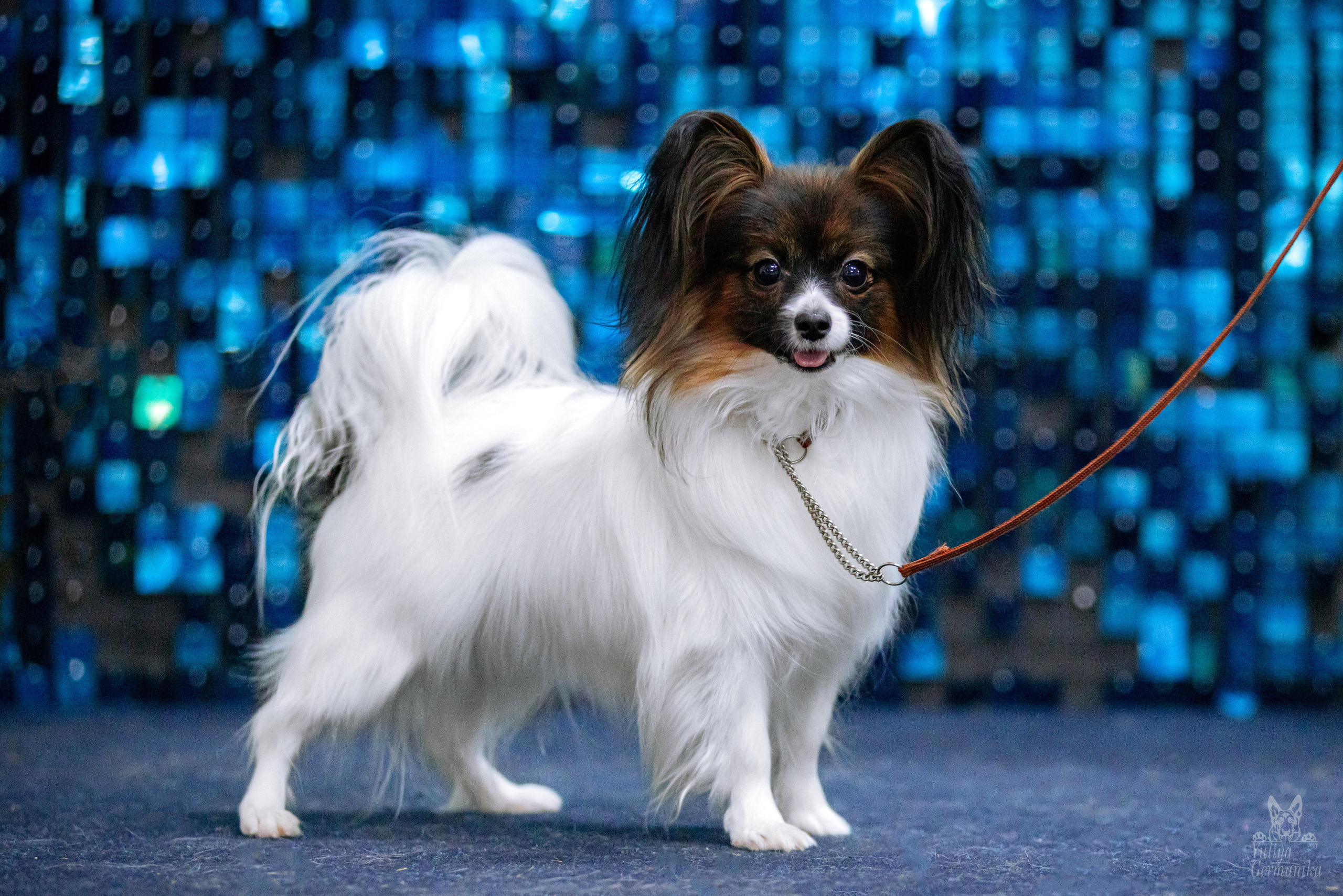 Чайна-Таун 15,21 и 22.01.2023. Фотограф-анималист Юлия Германика