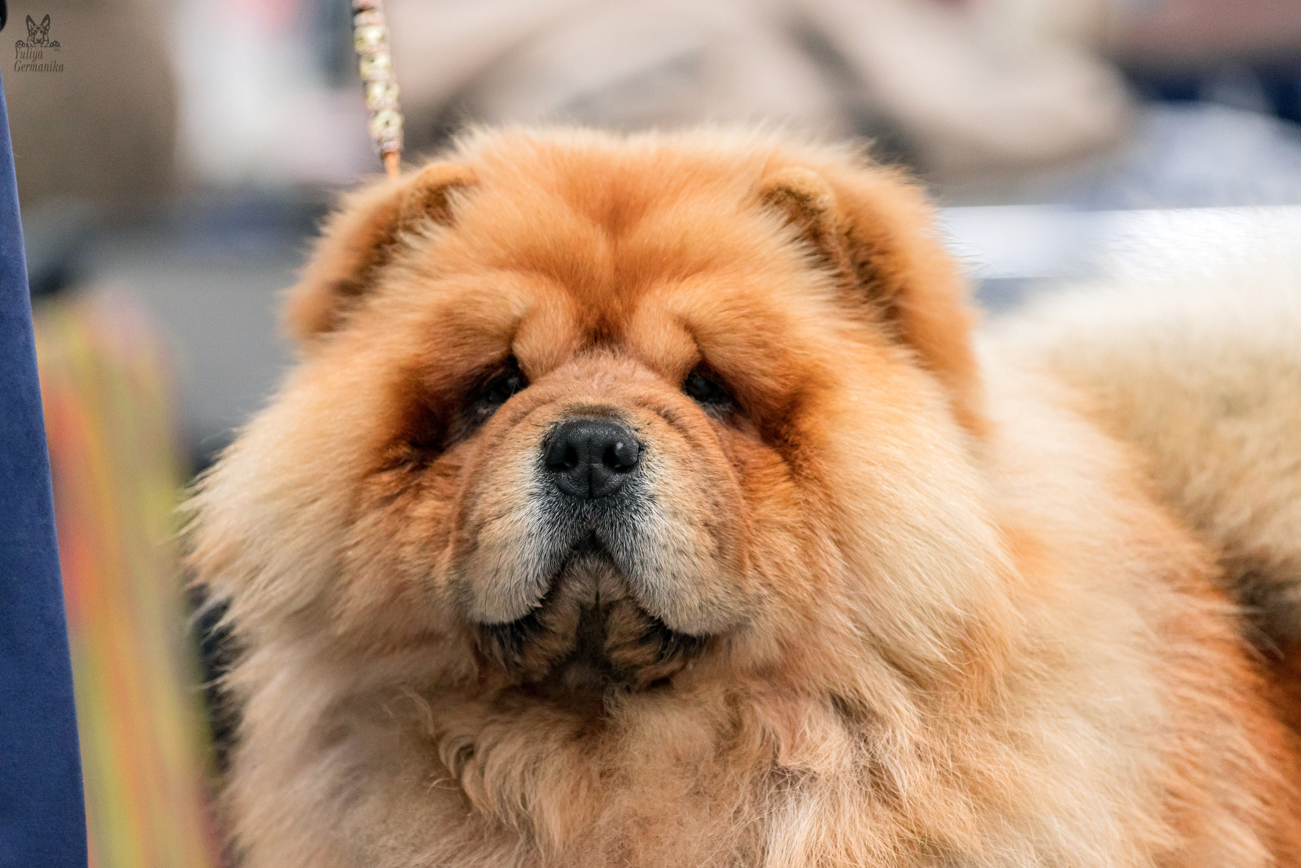 Сфера 5.03.2023. Фотограф-анималист Юлия Германика