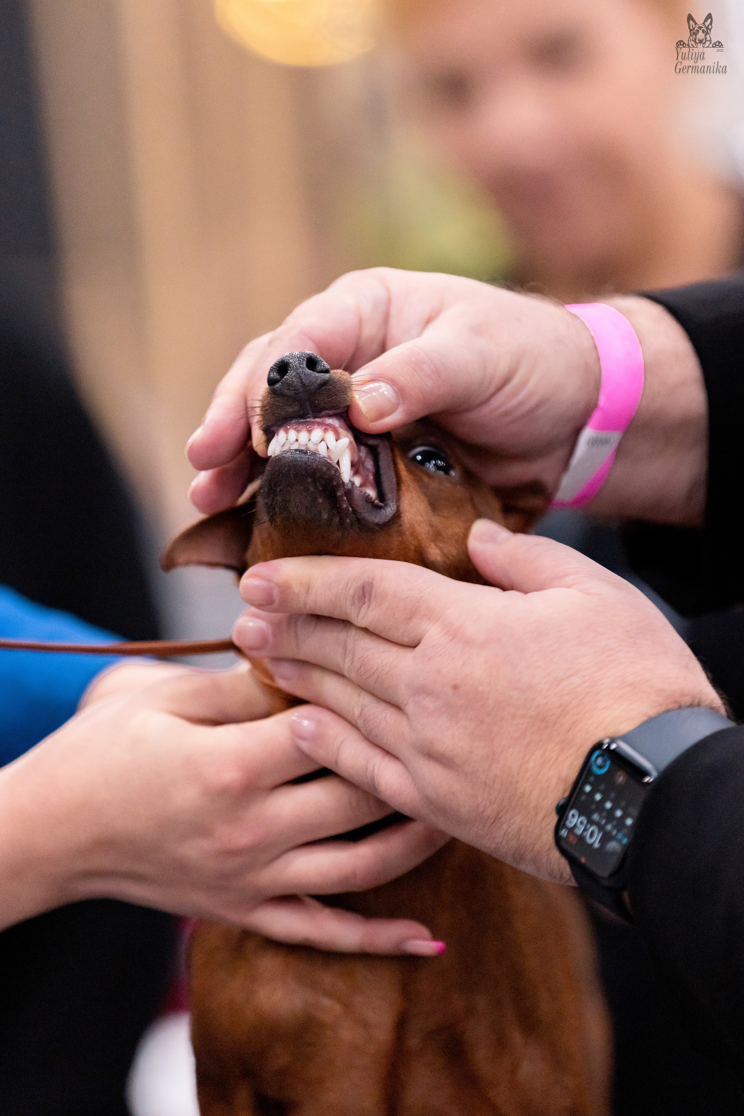 Питер 17-18.12.2022. Фотограф-анималист Юлия Германика