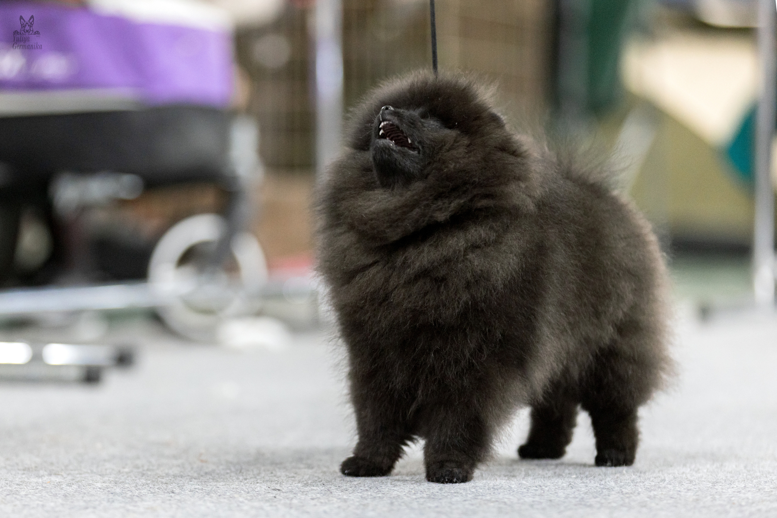 Сфера 5.03.2023. Фотограф-анималист Юлия Германика