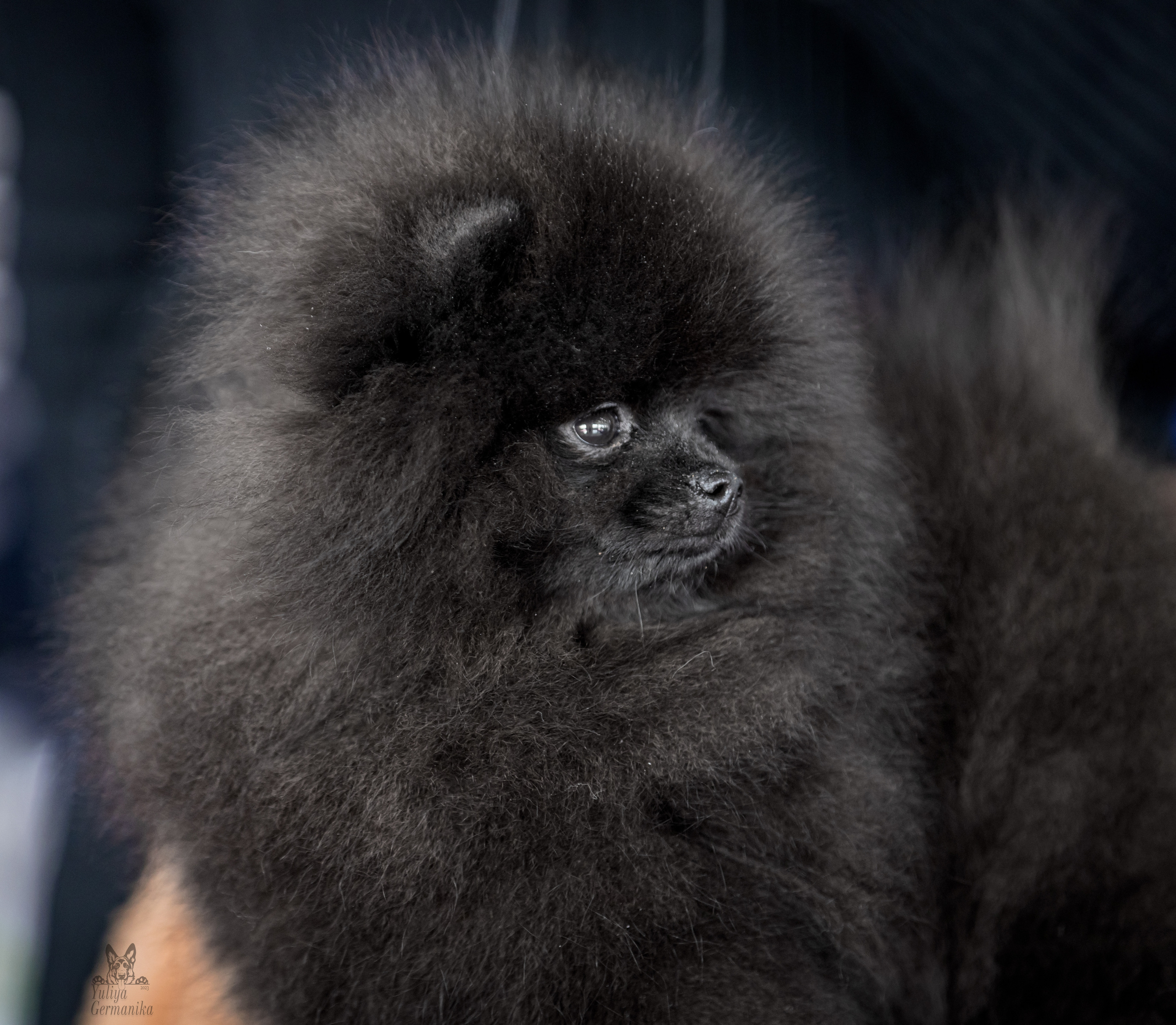 Можайский двор 18.02.2023. Фотограф-анималист Юлия Германика