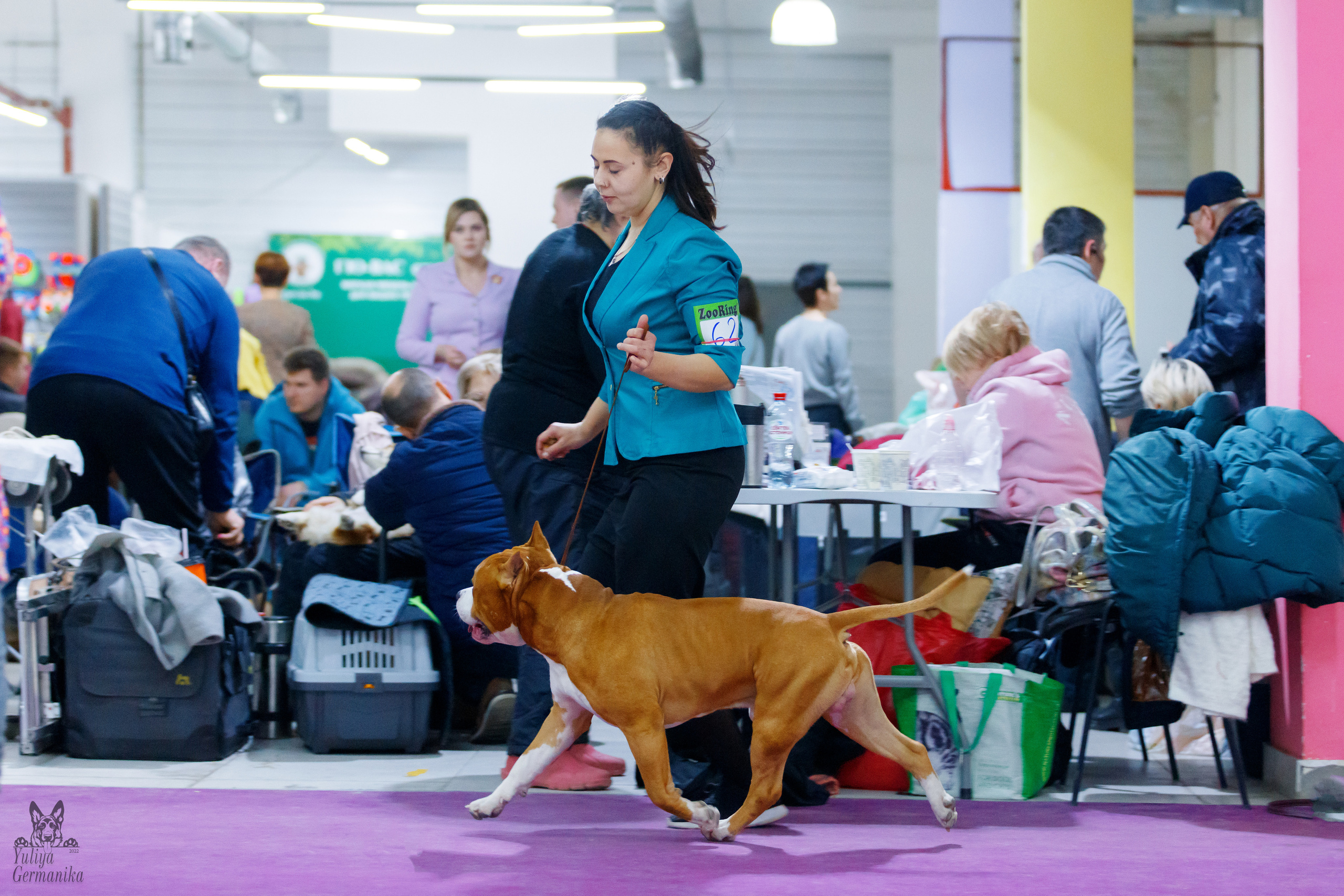 Чайна-Таун 3 и 10.12.2022. Фотограф-анималист Юлия Германика