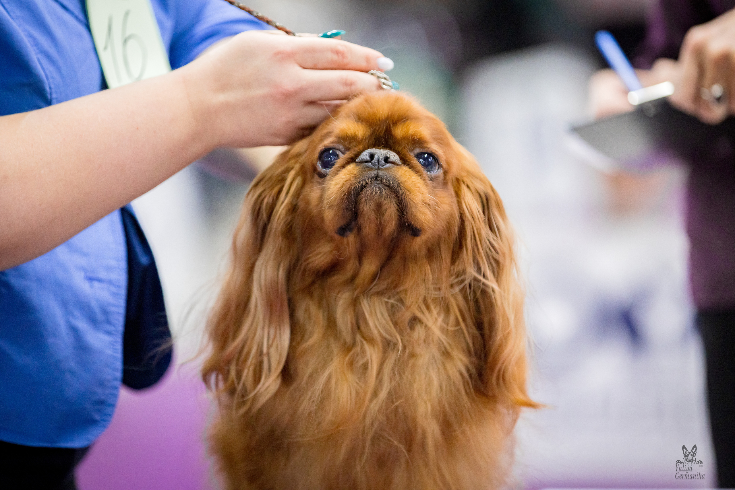 Чайна-Таун 24-25.12.2022. Фотограф-анималист Юлия Германика