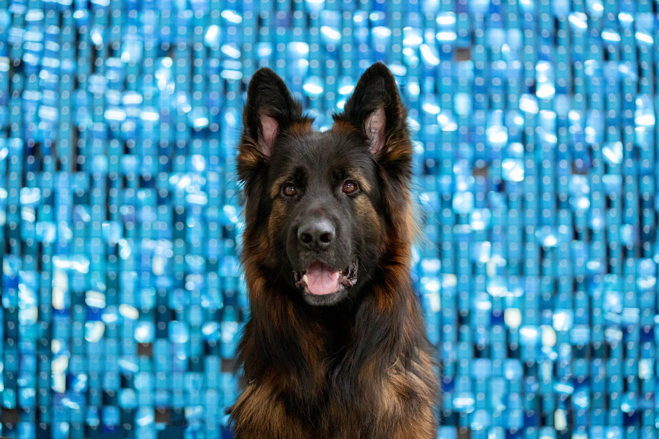 Чайна-Таун 15,21 и 22.01.2023