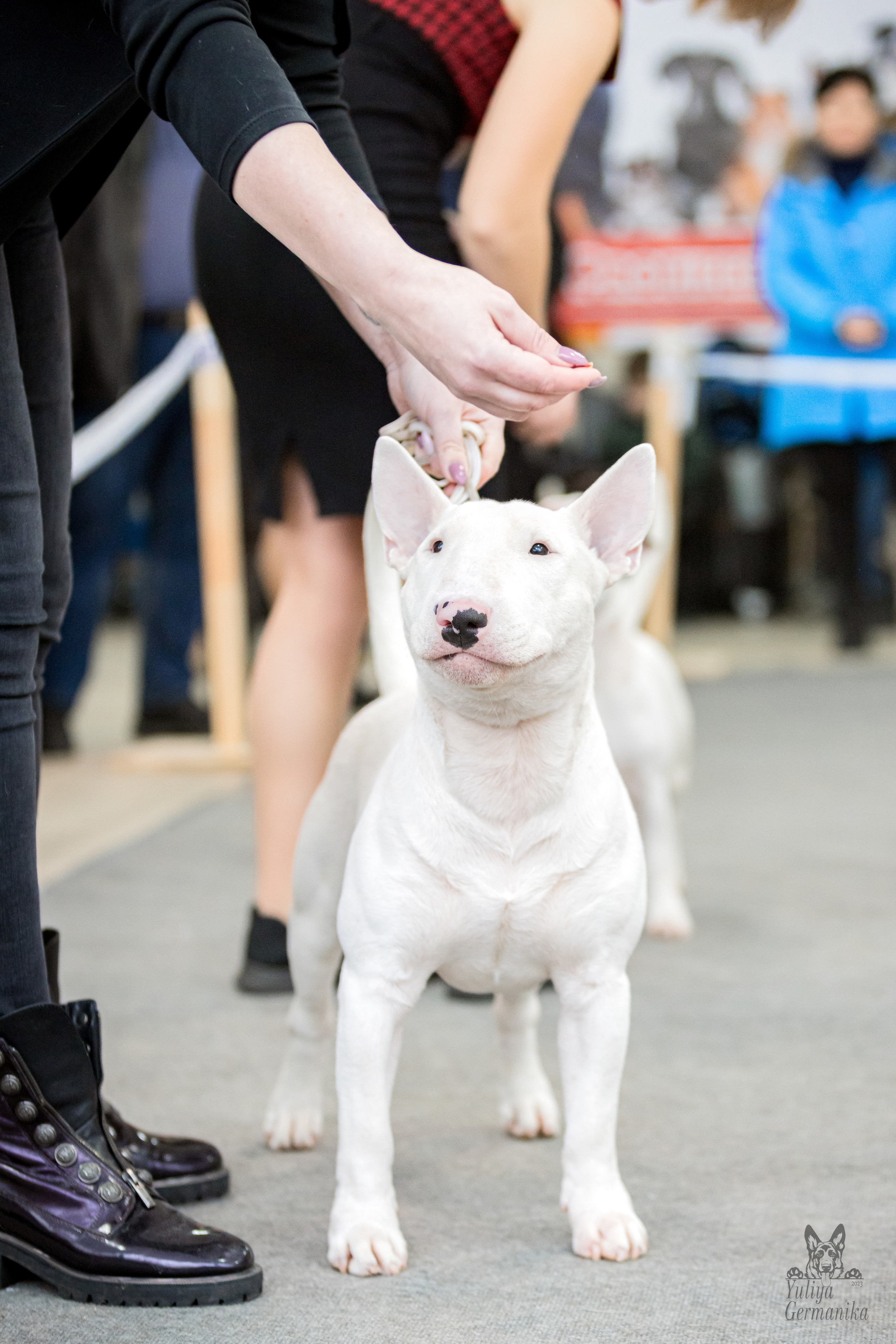 Тверь 19.02.2023. Фотограф-анималист Юлия Германика