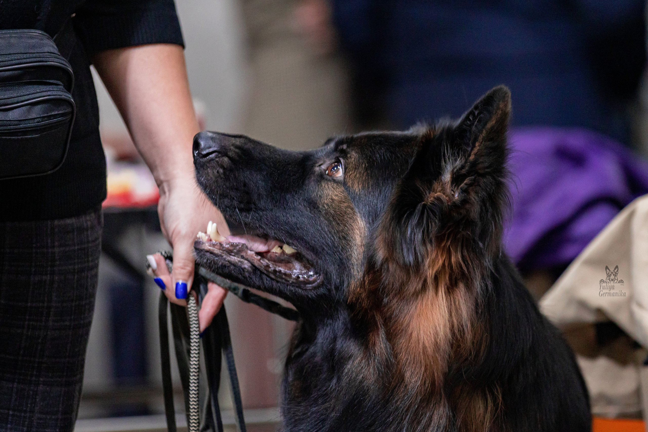 Чайна-Таун 15,21 и 22.01.2023. Фотограф-анималист Юлия Германика
