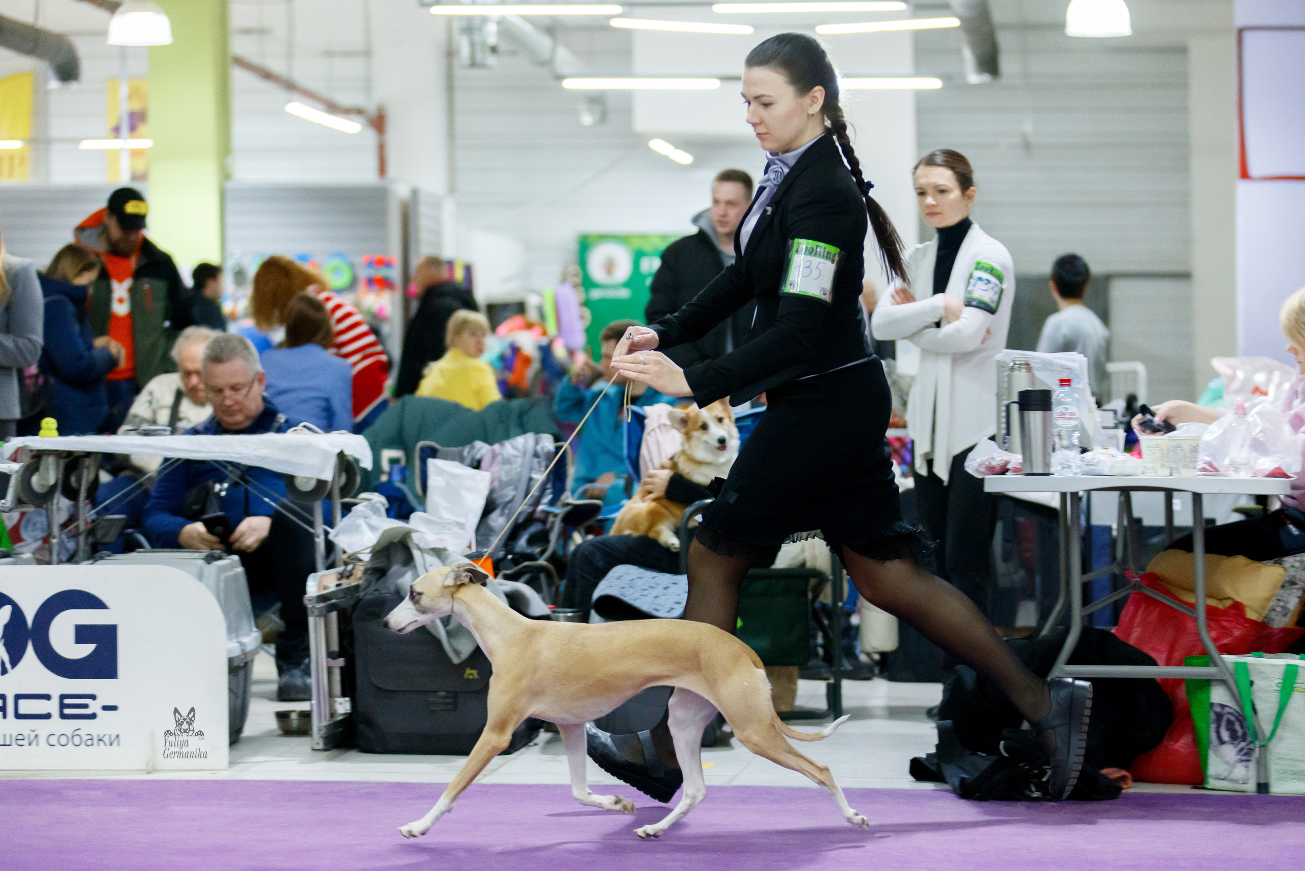 Чайна-Таун 3 и 10.12.2022. Фотограф-анималист Юлия Германика