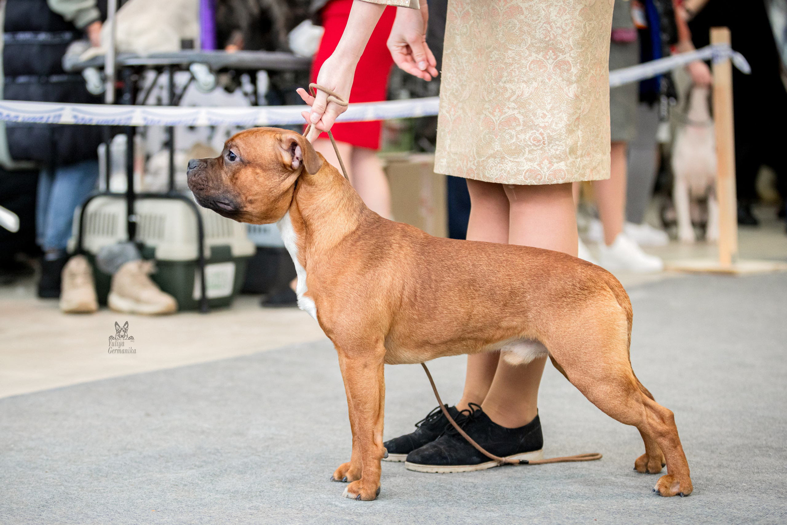 Тверь 19.02.2023. Фотограф-анималист Юлия Германика