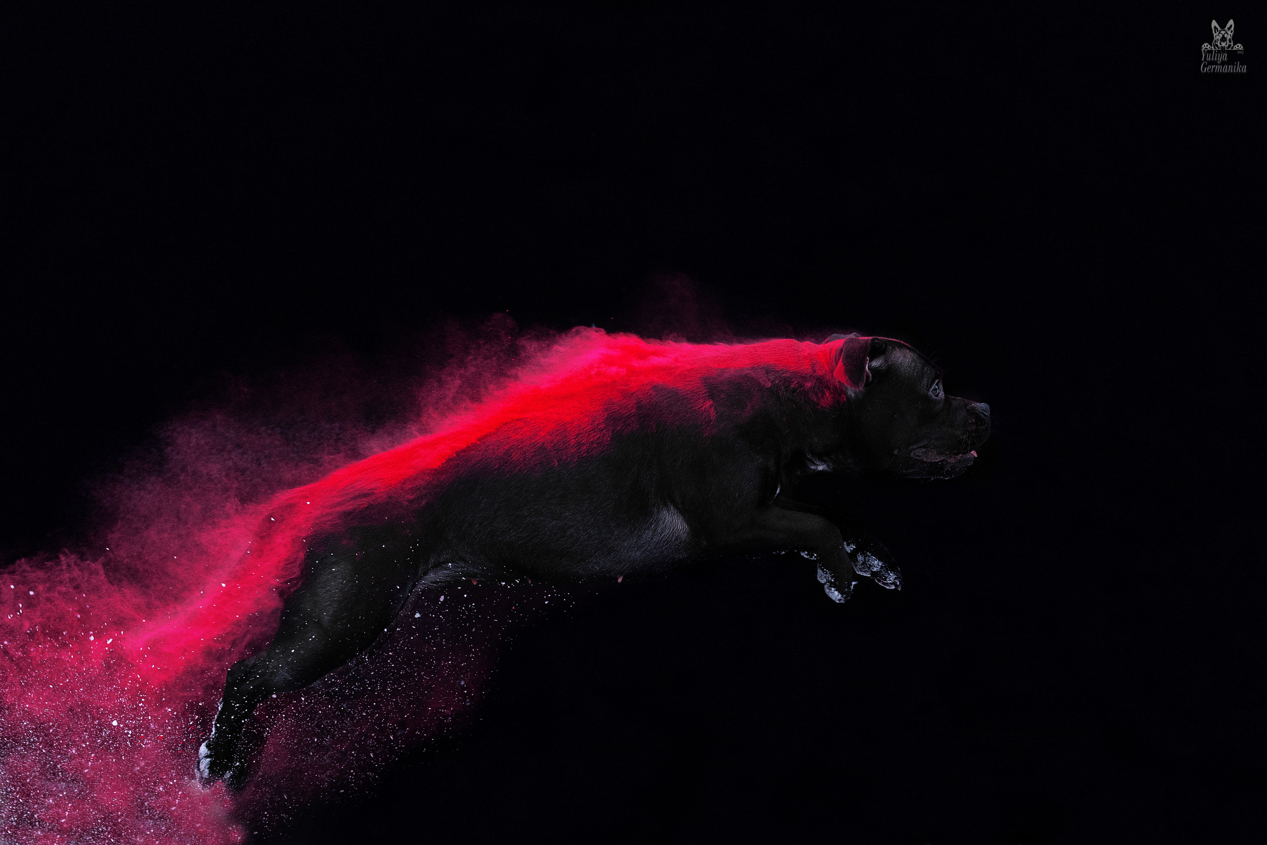 Краски Холли. Фотограф-анималист Юлия Германика