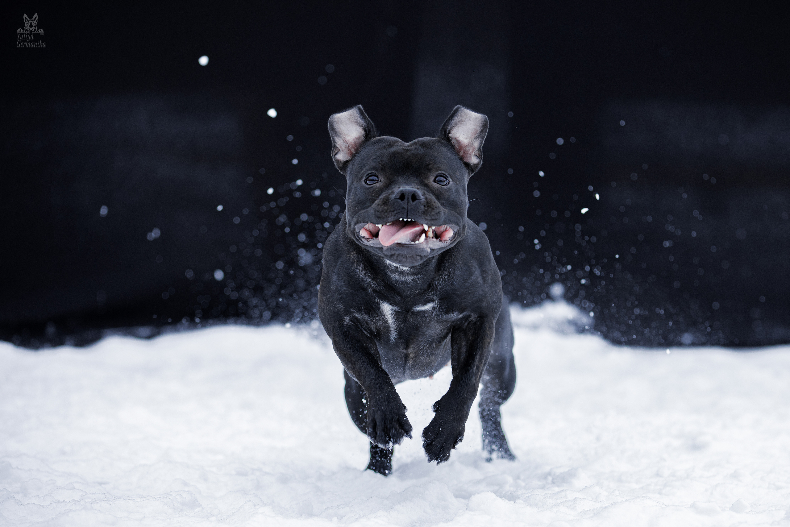 Свободная съемка. Фотограф-анималист Юлия Германика