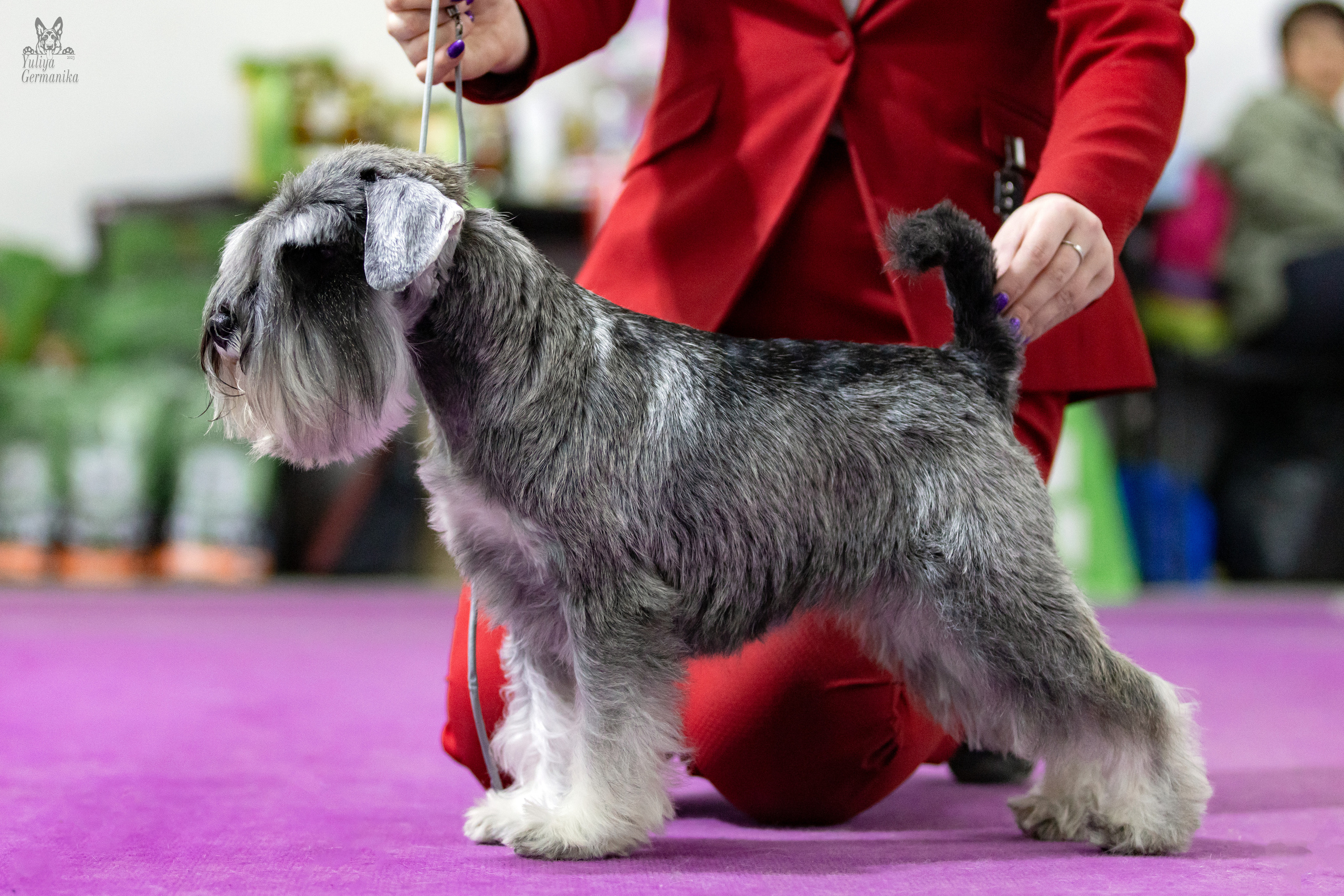 Чайна-Таун 4-5.02.2023. Фотограф-анималист Юлия Германика