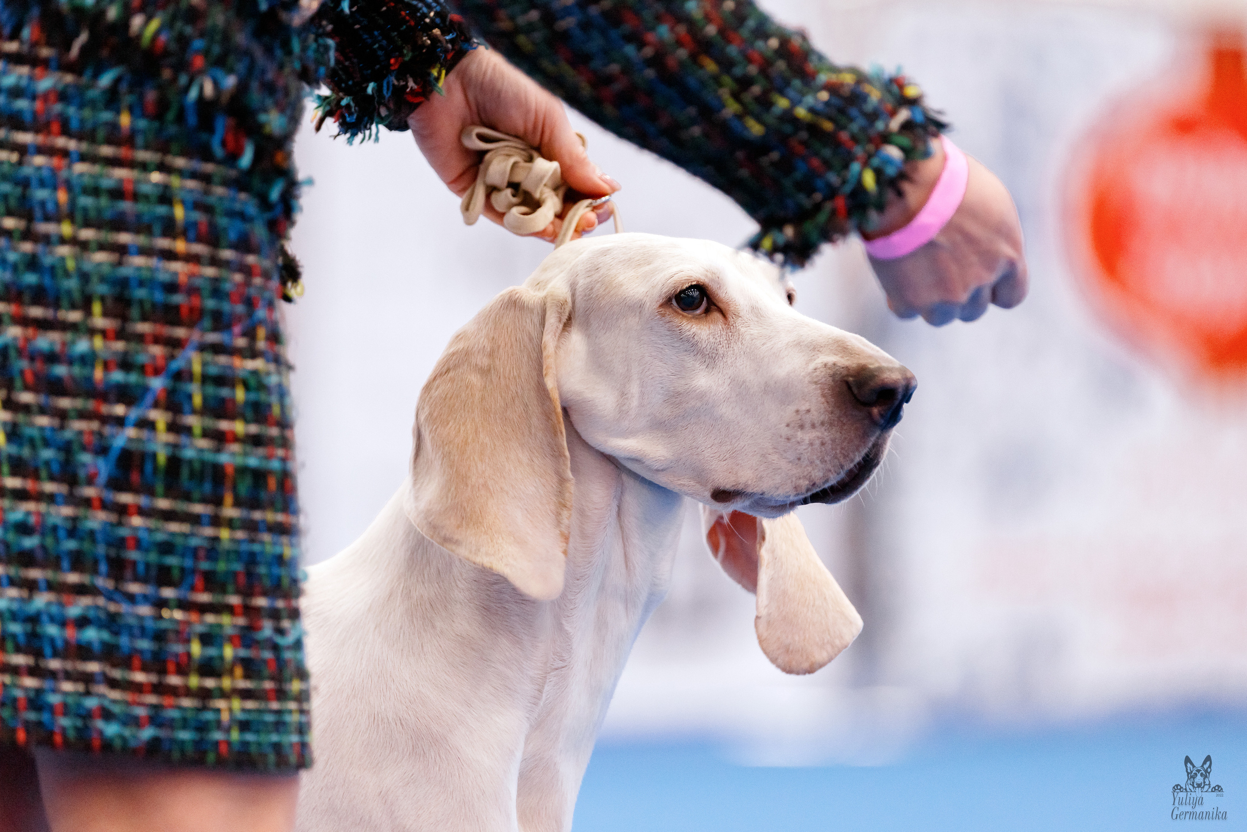 Питер 17-18.12.2022. Фотограф-анималист Юлия Германика