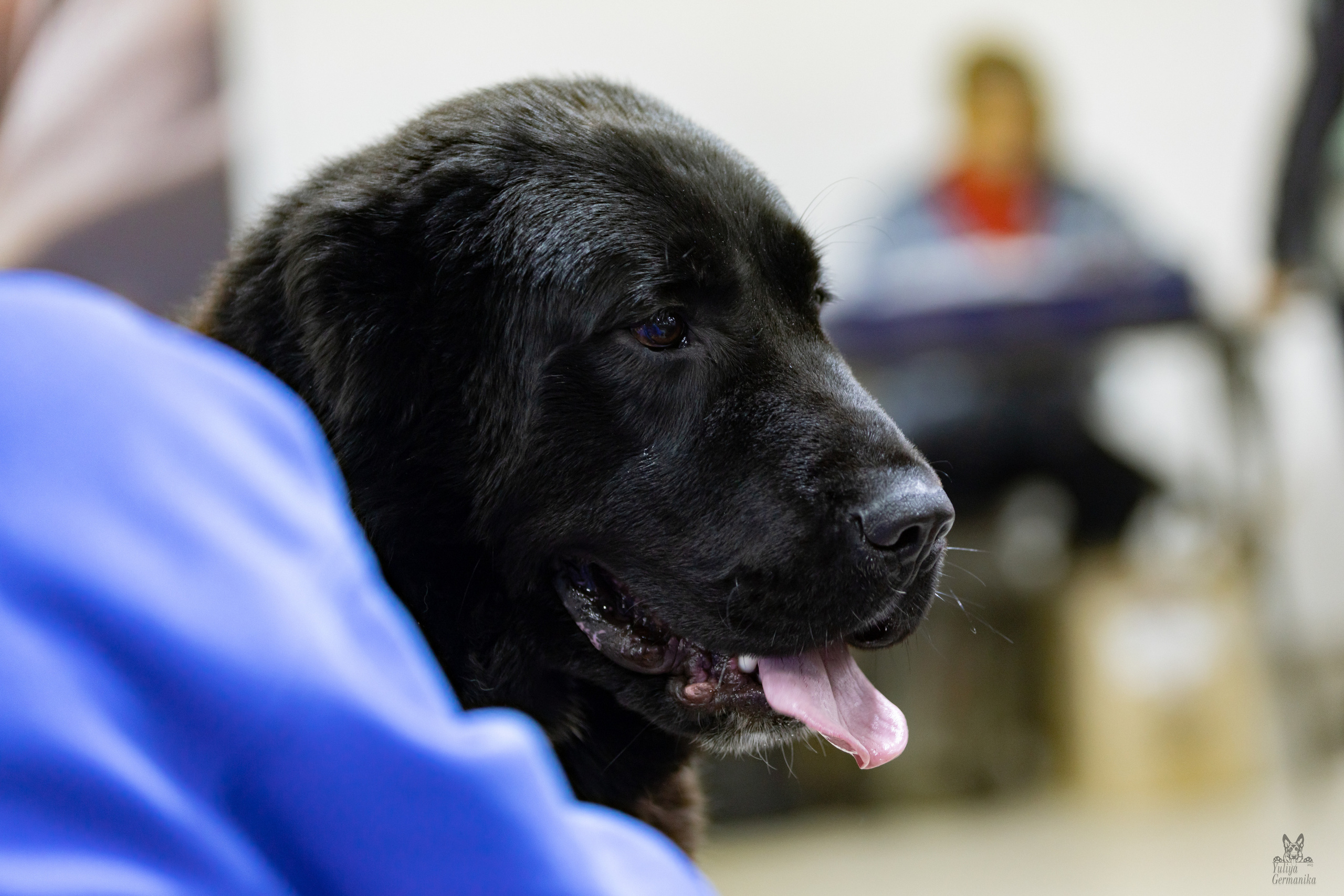 Чайна-Таун 4-5.02.2023. Фотограф-анималист Юлия Германика