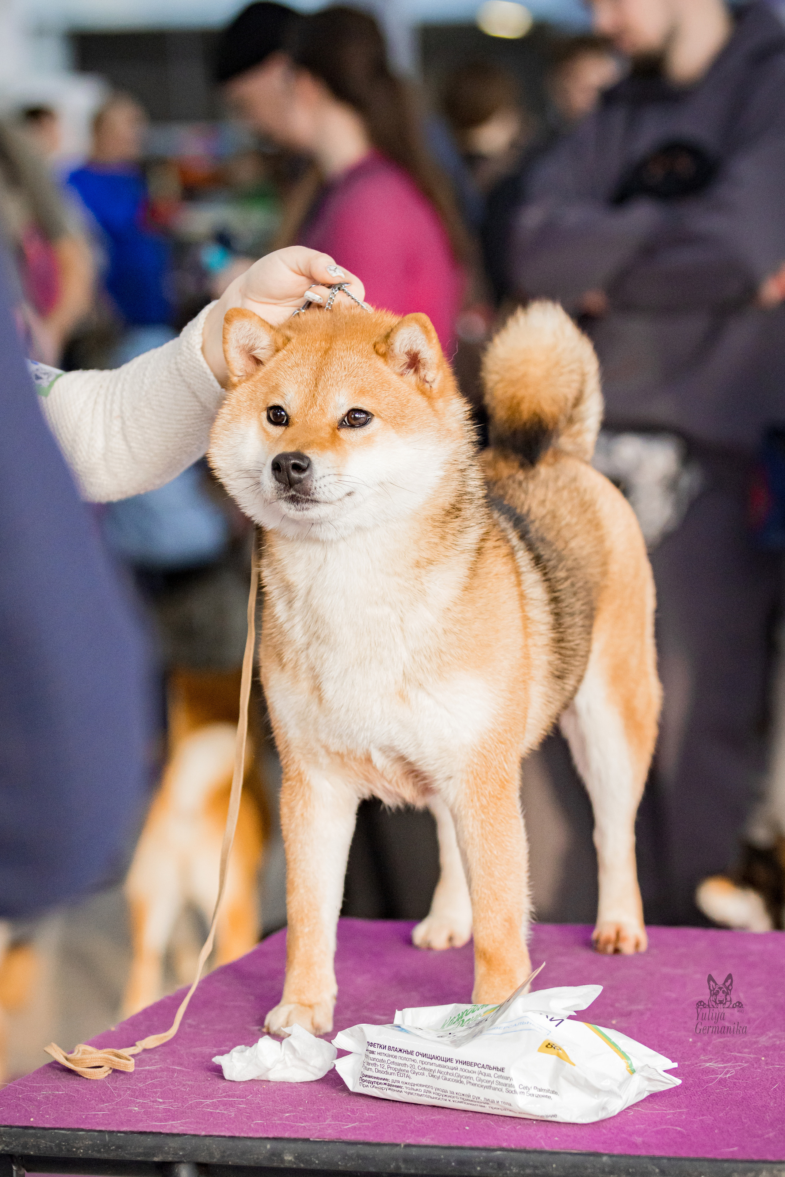 Можайский двор 18.02.2023. Фотограф-анималист Юлия Германика
