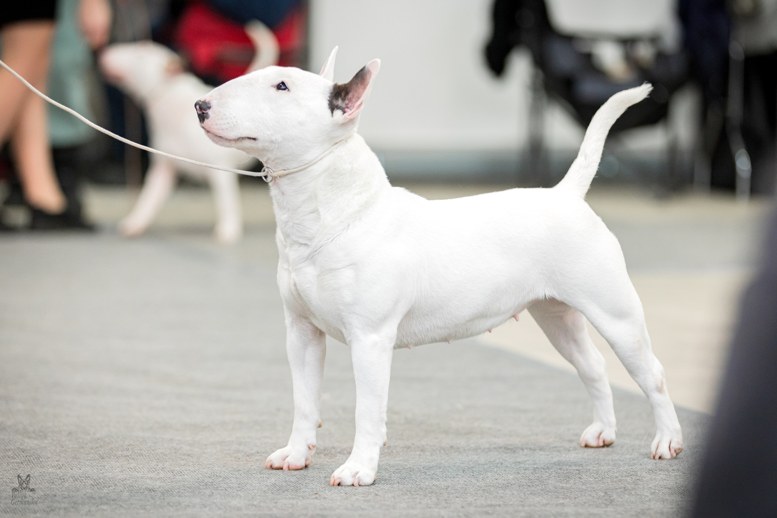 Тверь 19.02.2023. Фотограф-анималист Юлия Германика