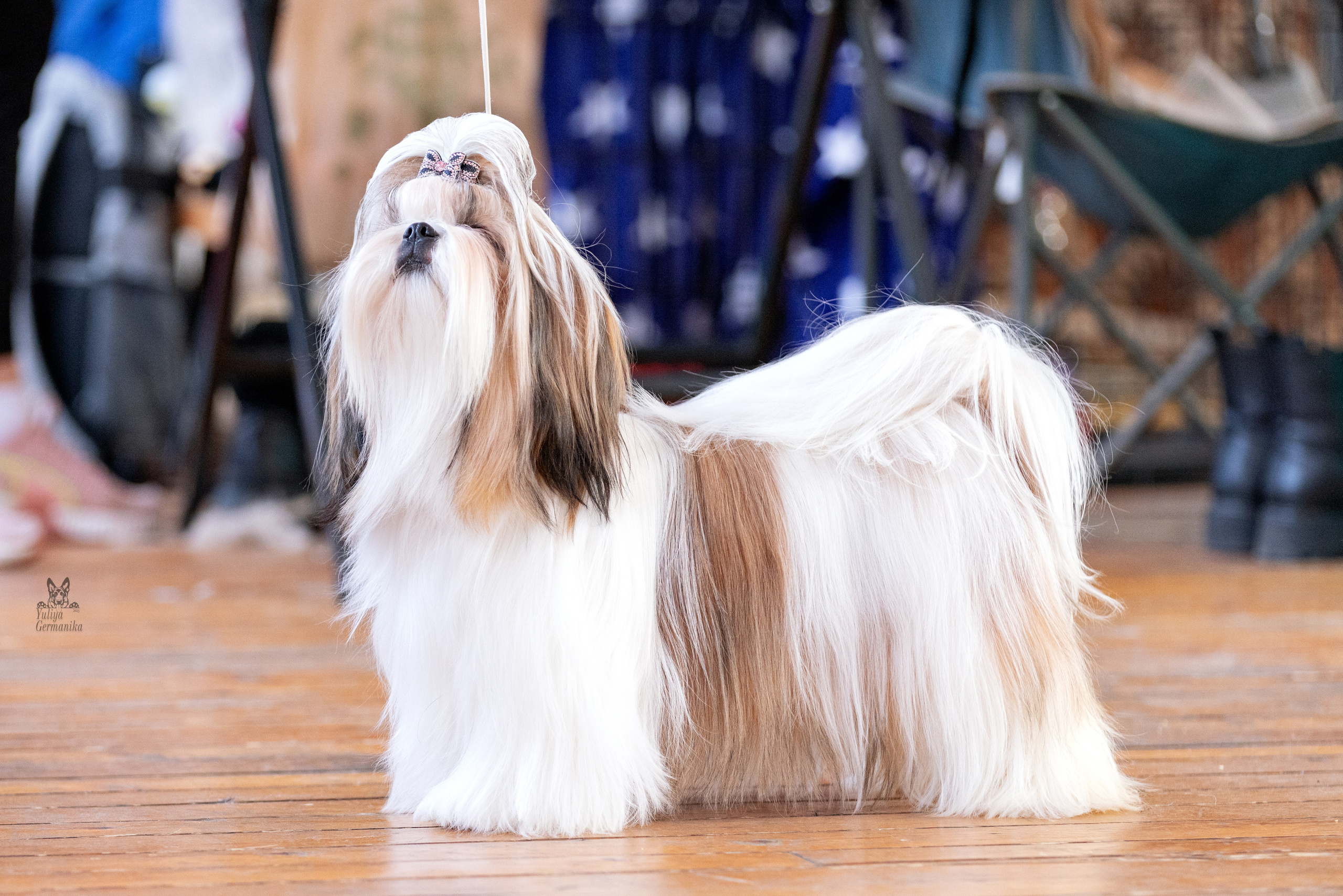 Тверь 19.03.2023. Фотограф-анималист Юлия Германика