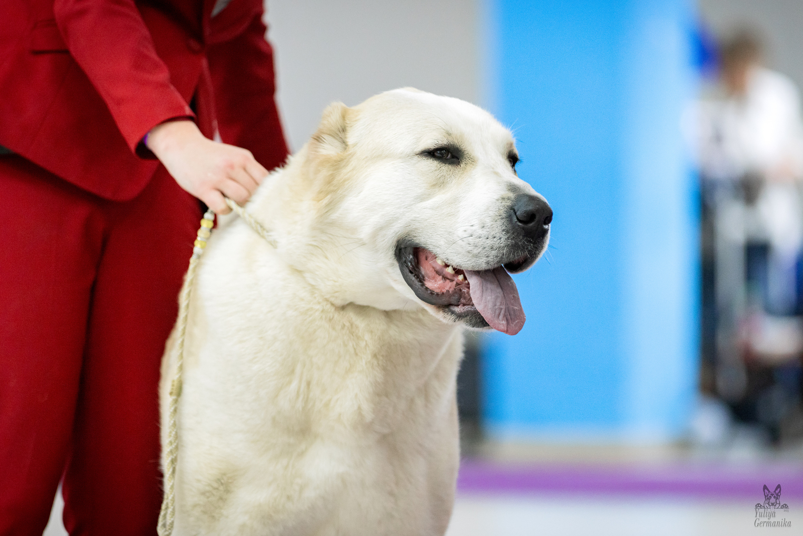 Чайна-Таун 5-8.01.2023. Фотограф-анималист Юлия Германика