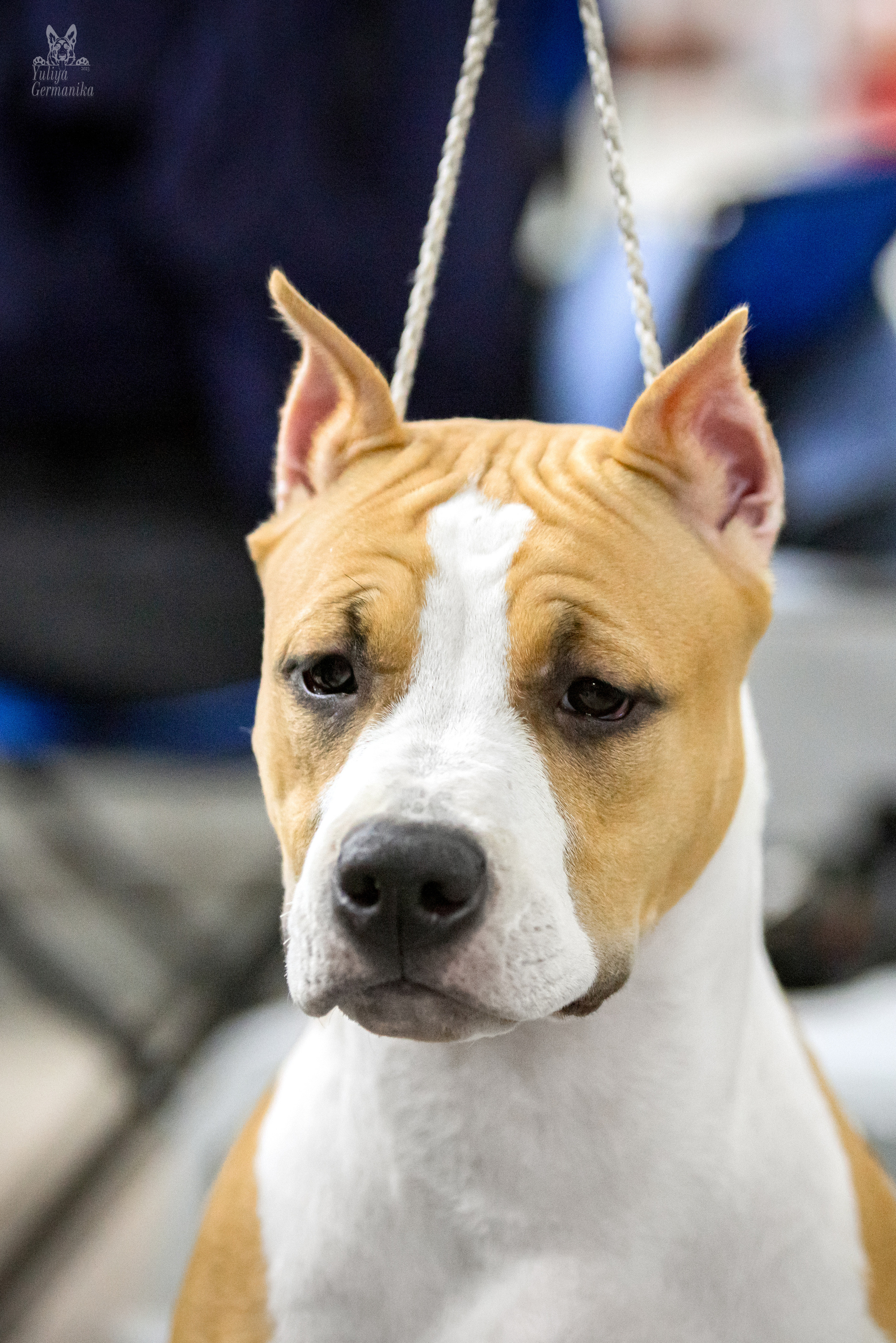 Чайна-Таун 15,21 и 22.01.2023. Фотограф-анималист Юлия Германика