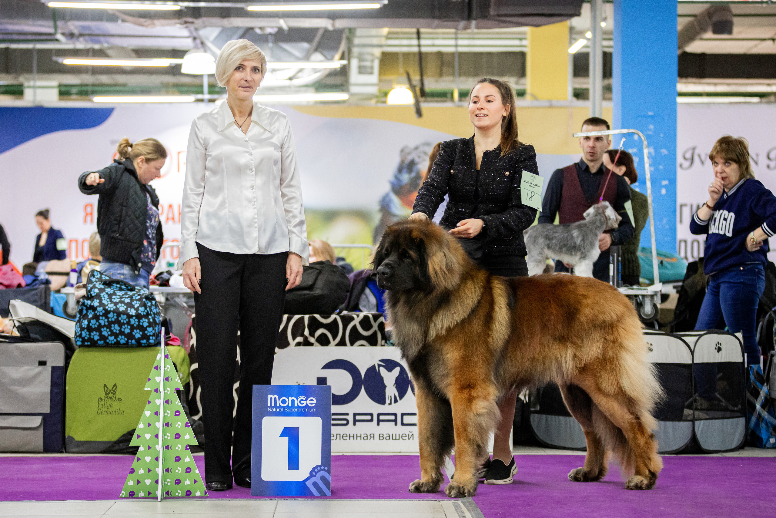 Чайна-Таун 24-25.12.2022. Фотограф-анималист Юлия Германика