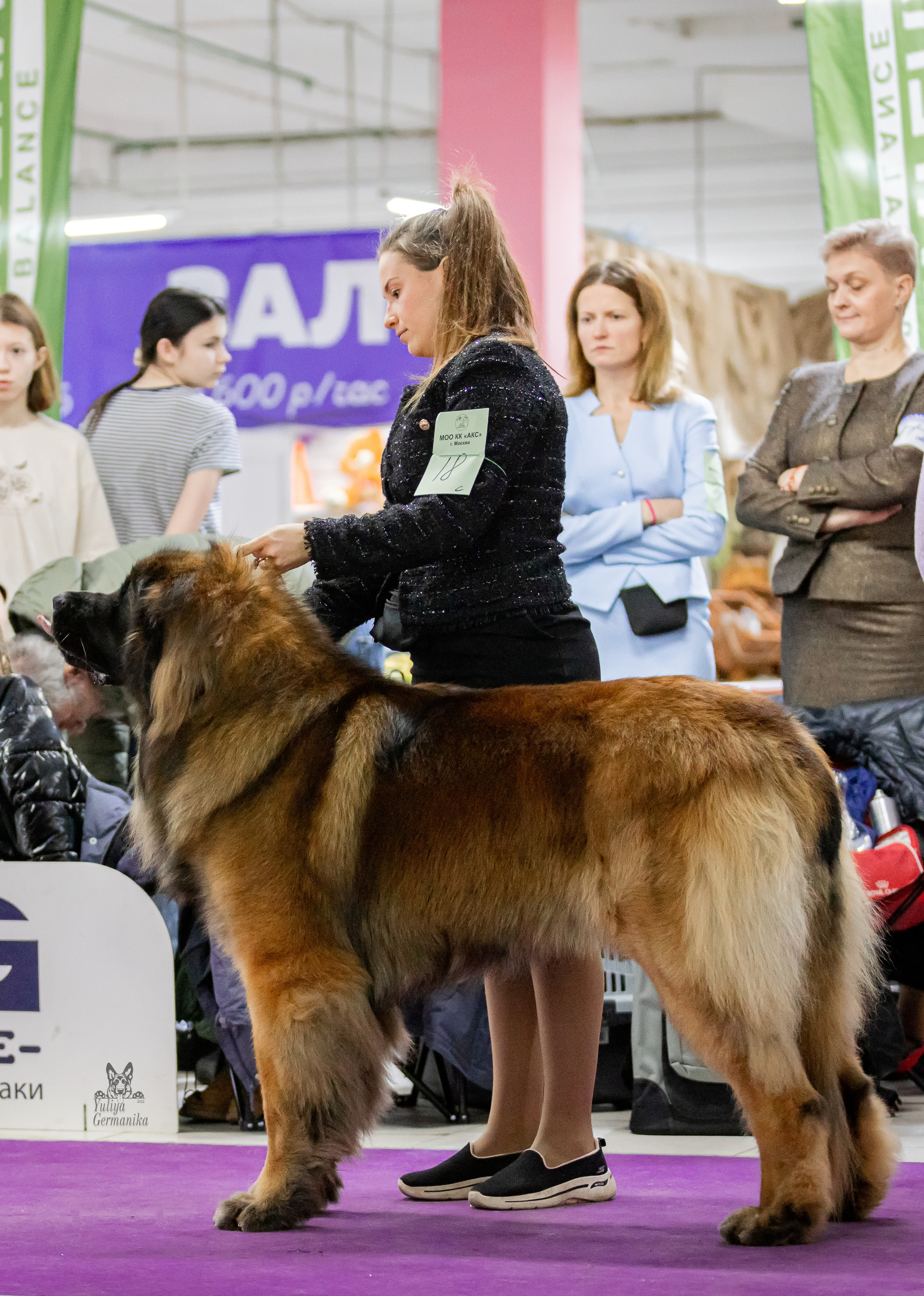 Чайна-Таун 24-25.12.2022. Фотограф-анималист Юлия Германика