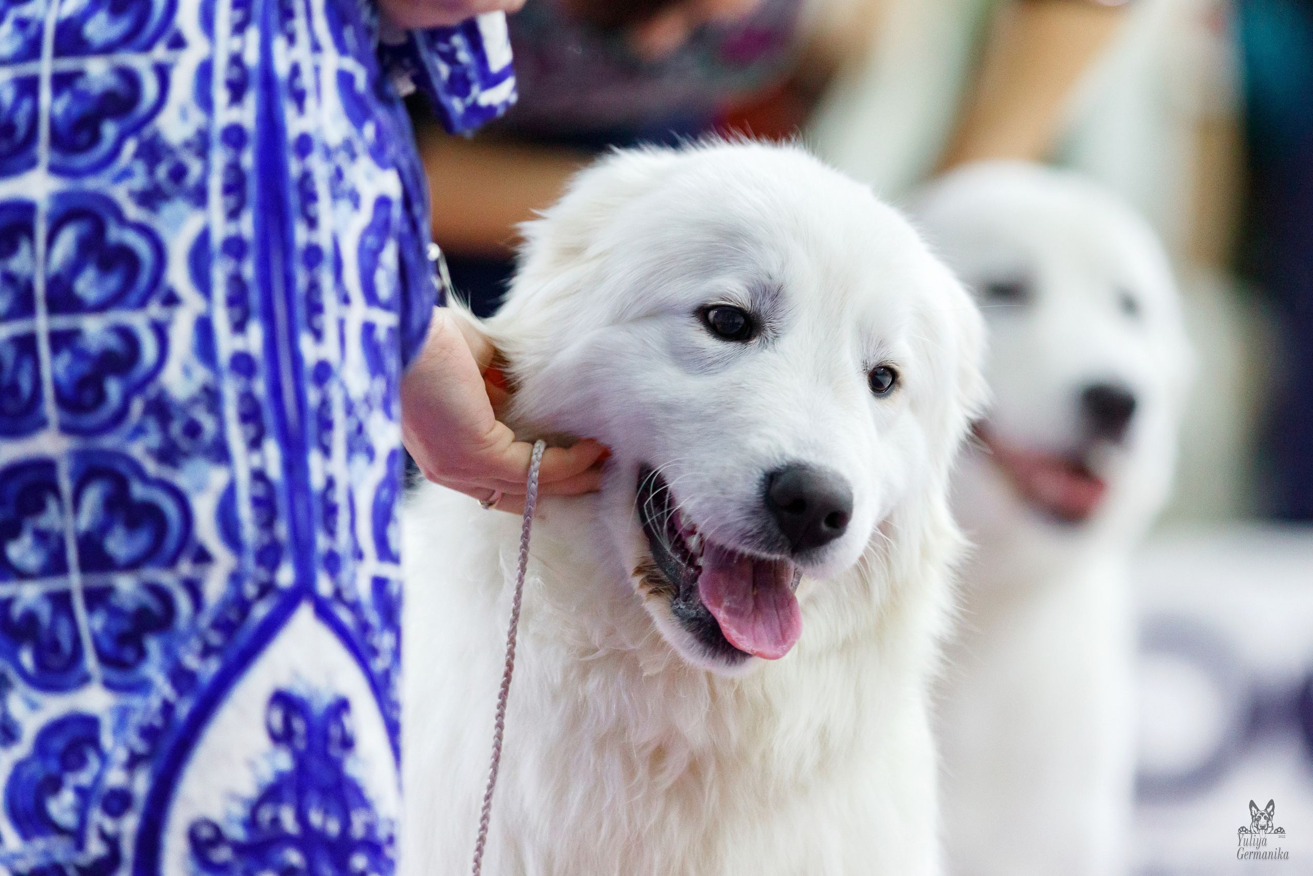 Чайна-Таун 24-25.12.2022. Фотограф-анималист Юлия Германика