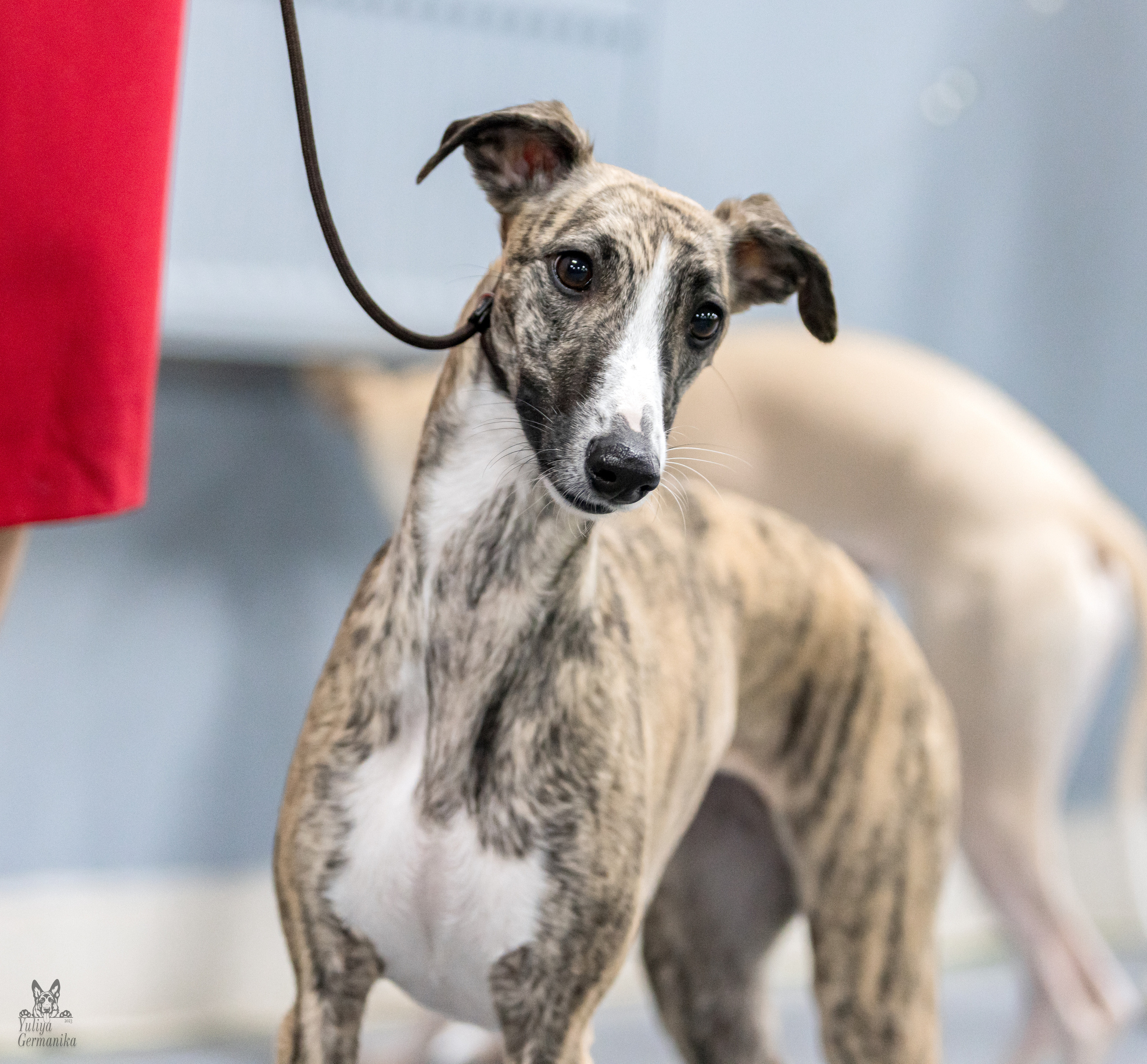 Сфера 5.03.2023. Фотограф-анималист Юлия Германика