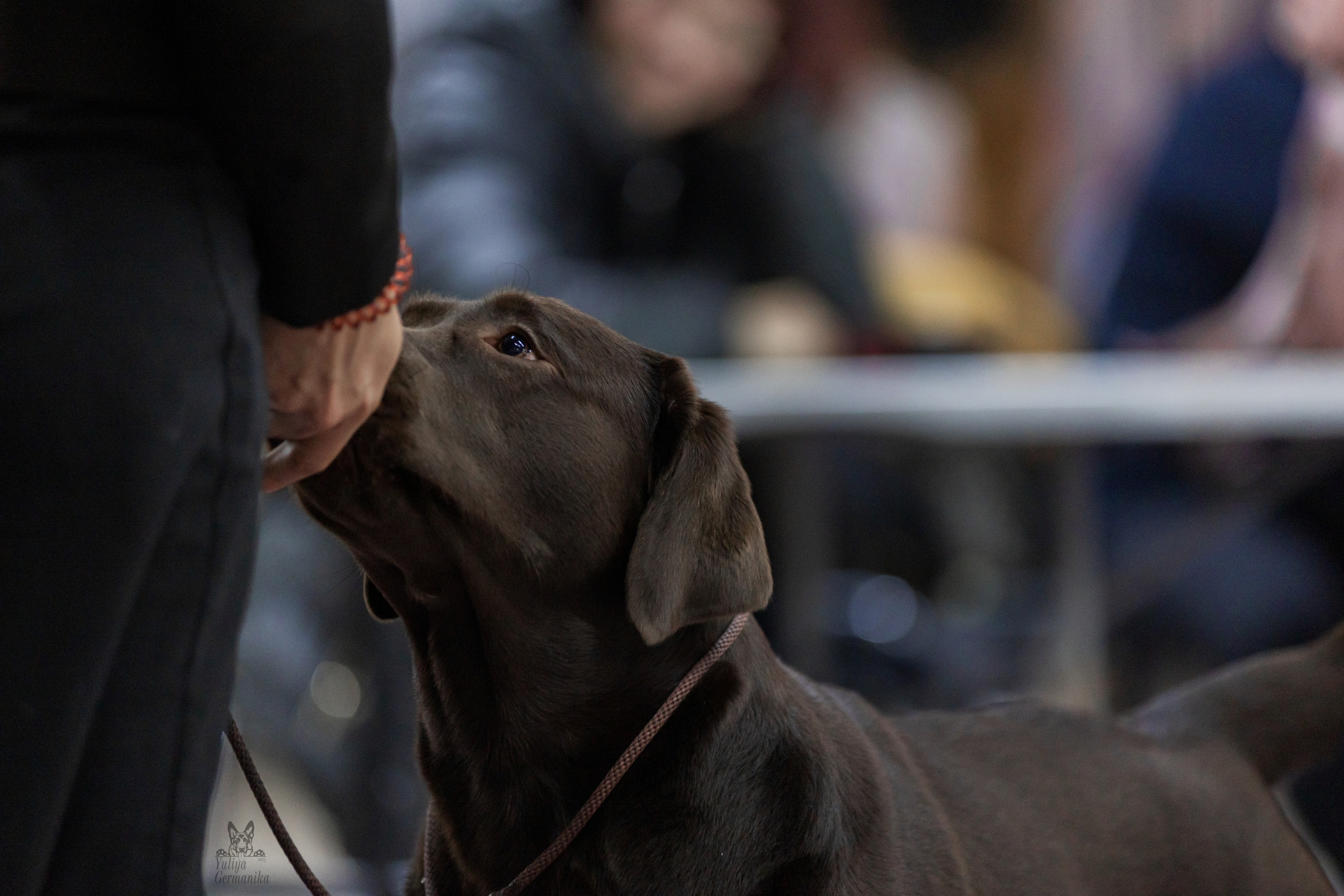 Чайна-Таун 4-5.02.2023. Фотограф-анималист Юлия Германика