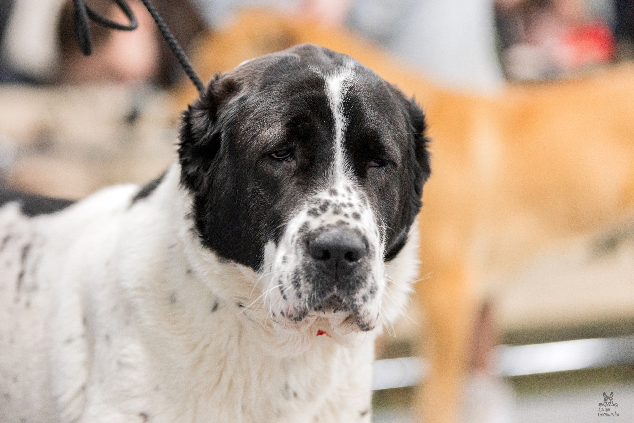 Сфера 5.03.2023. Фотограф-анималист Юлия Германика