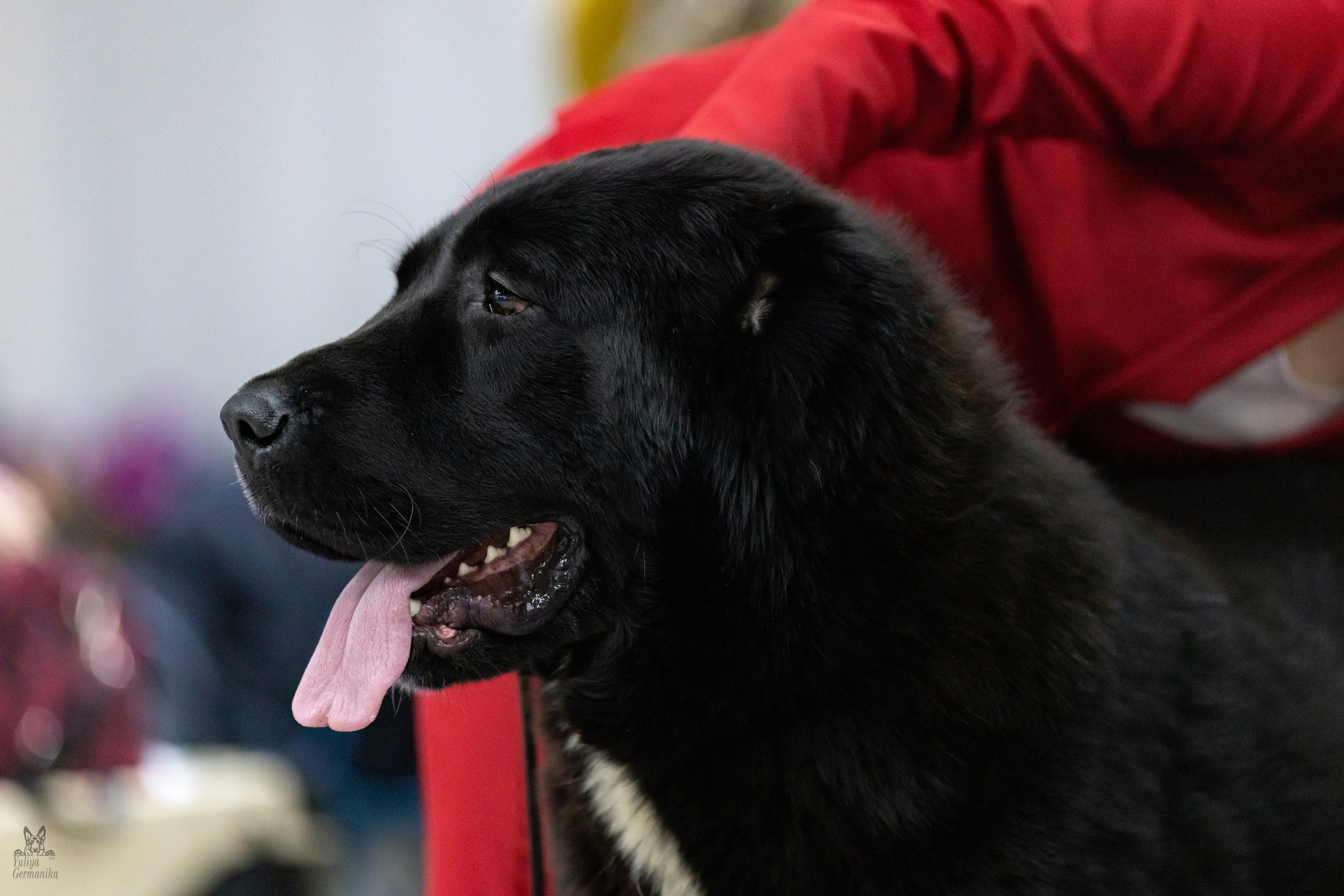 Чайна-Таун 4-5.02.2023. Фотограф-анималист Юлия Германика