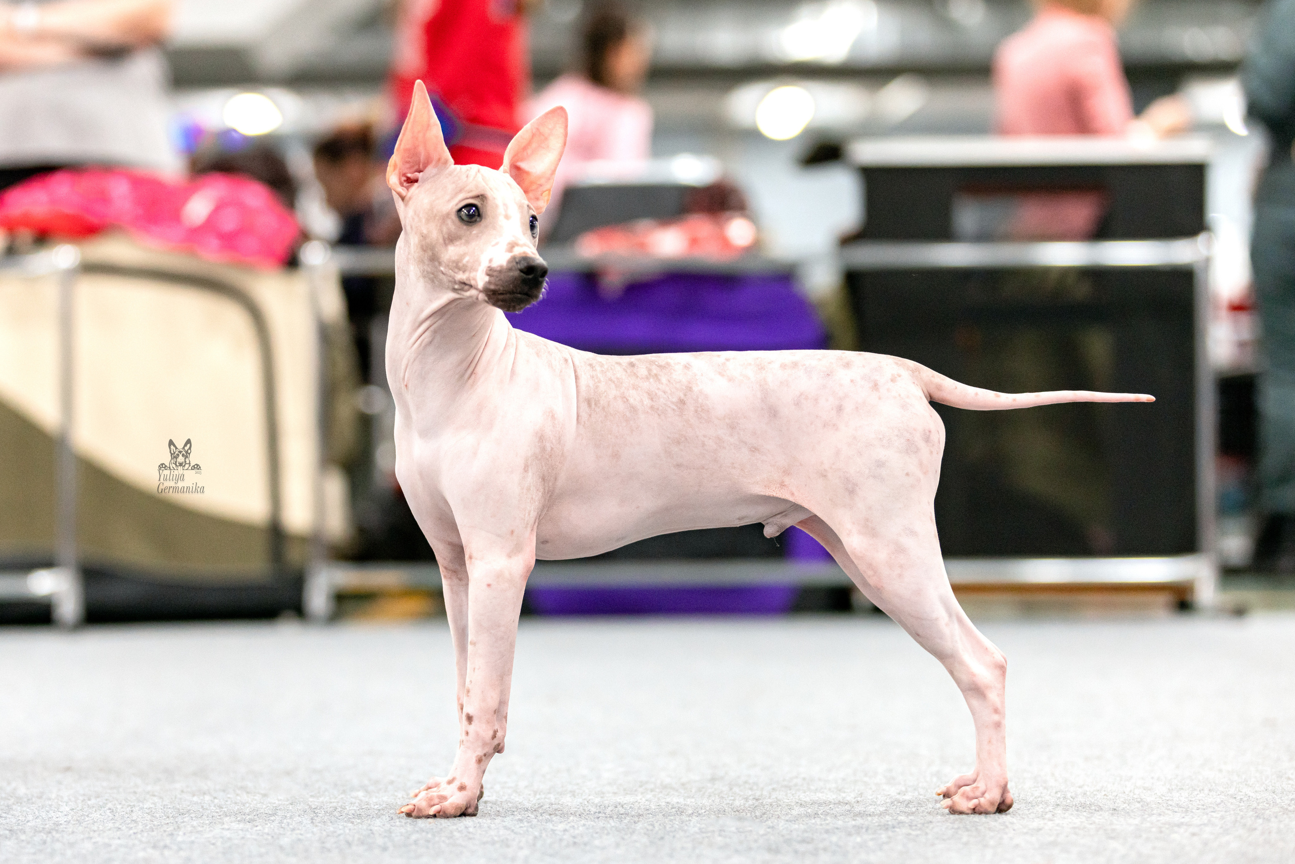 Сфера 5.03.2023. Фотограф-анималист Юлия Германика