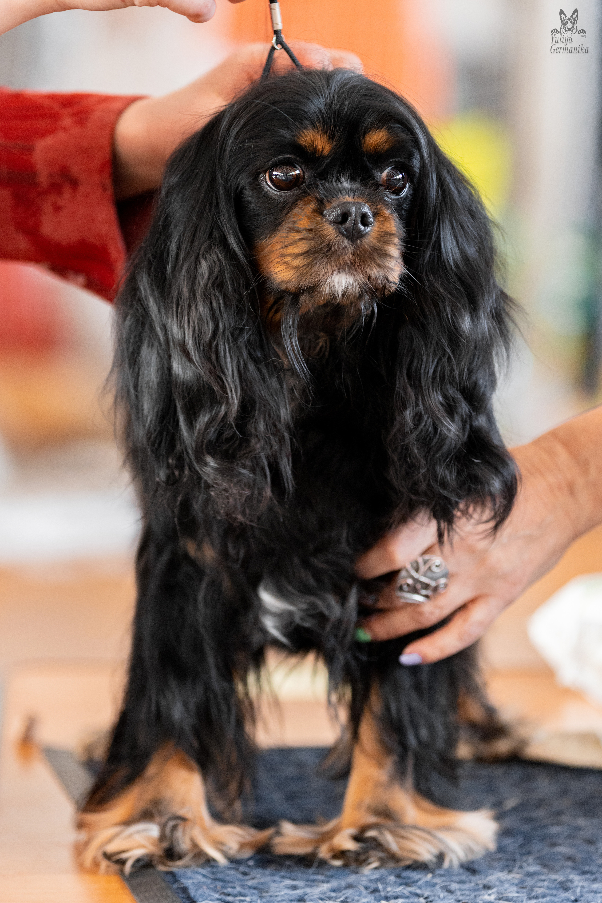 Тверь 19.03.2023. Фотограф-анималист Юлия Германика