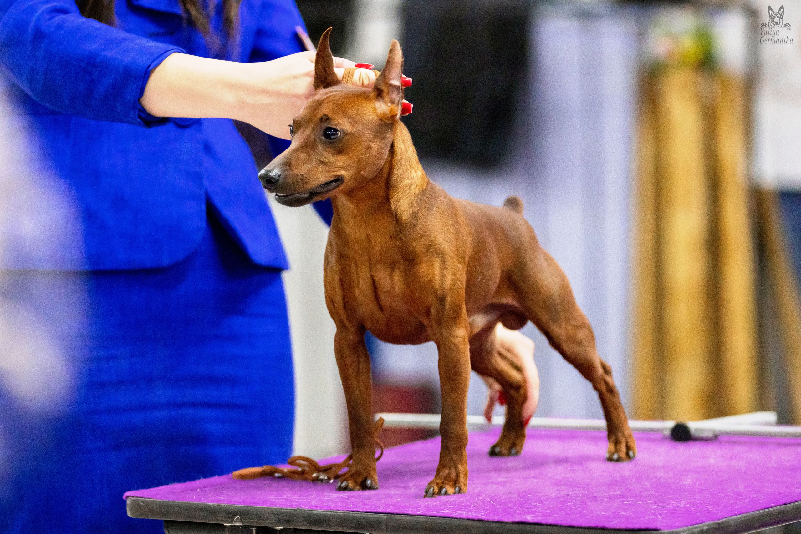 Чайна-Таун 5-8.01.2023. Фотограф-анималист Юлия Германика