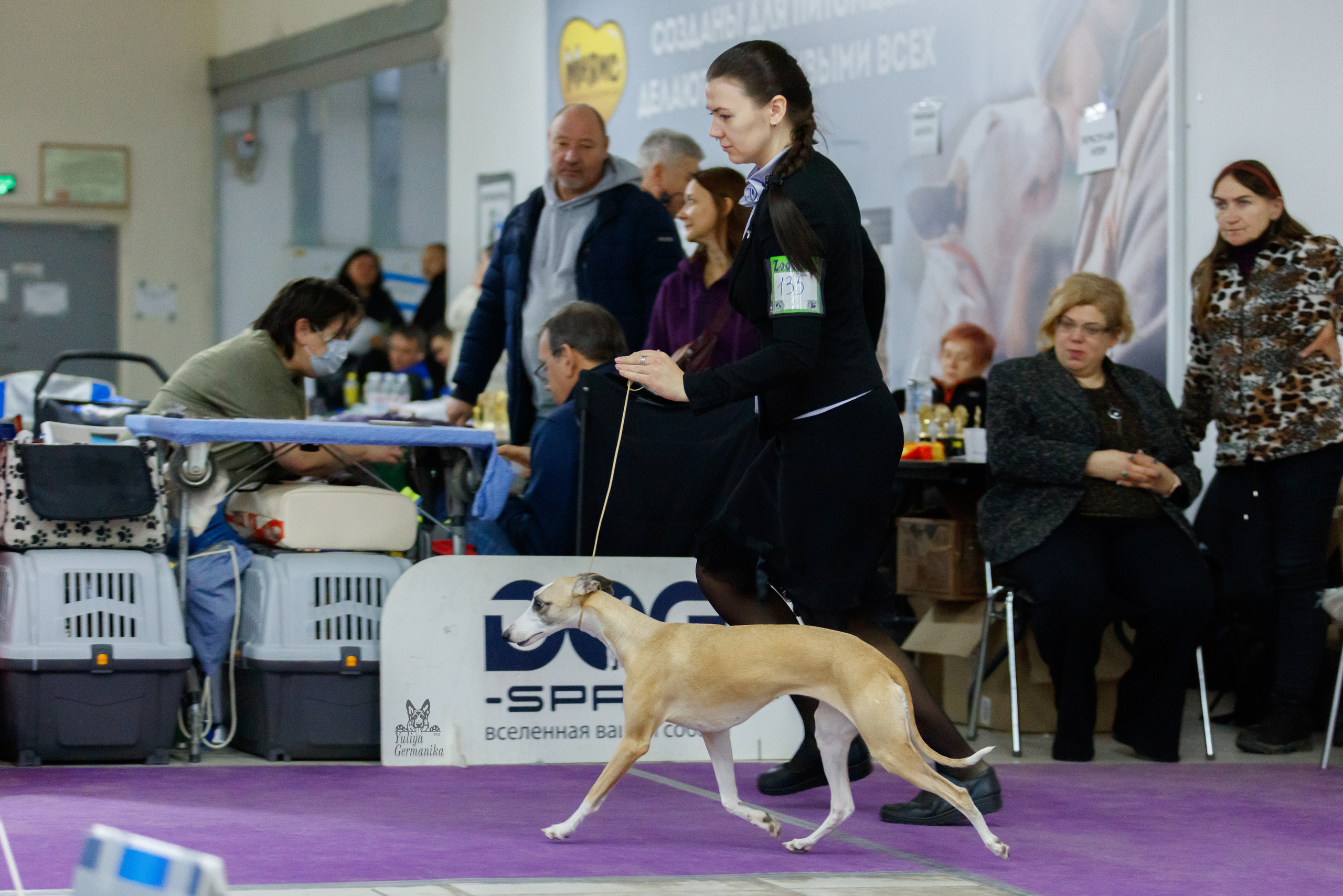 Чайна-Таун 3 и 10.12.2022. Фотограф-анималист Юлия Германика