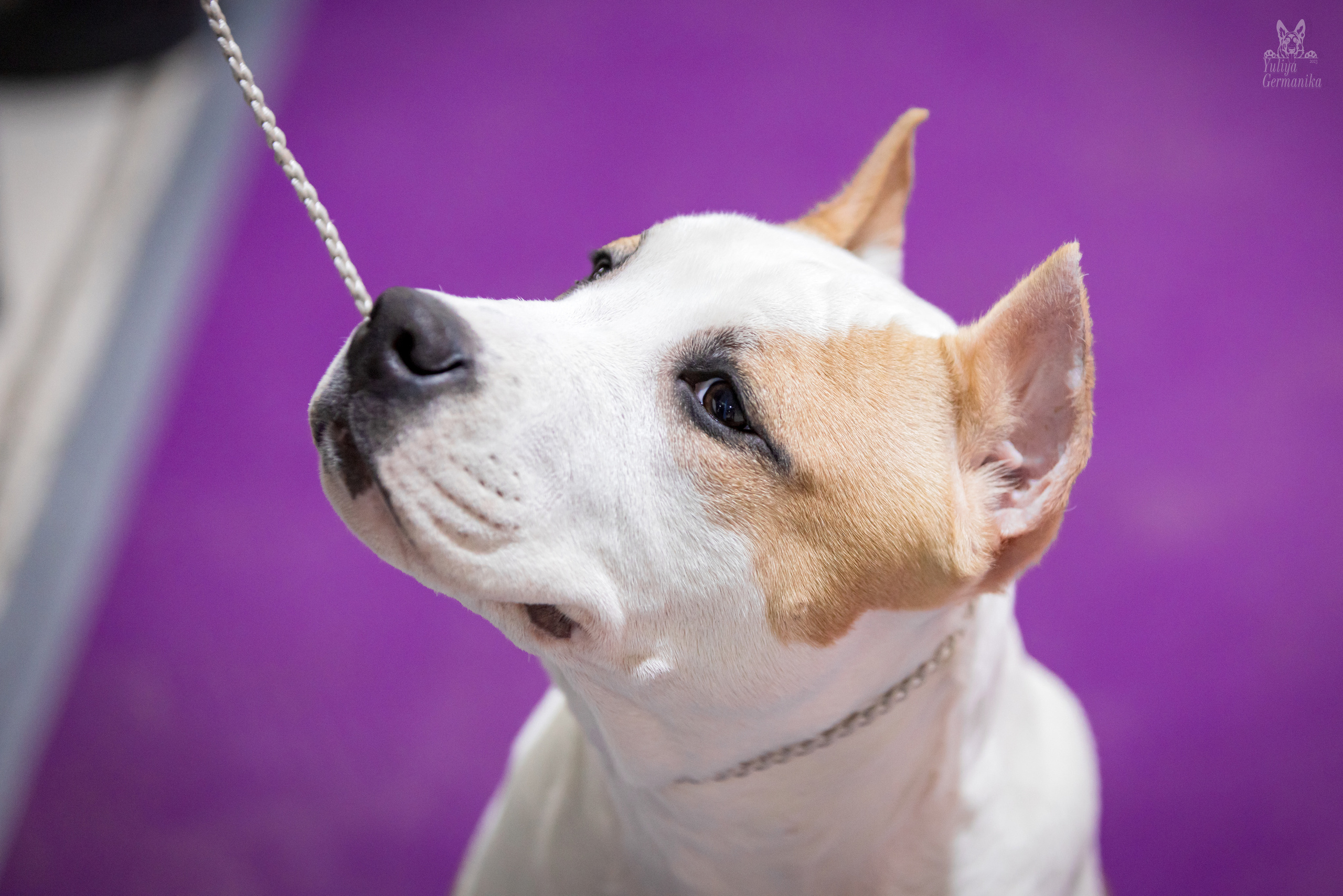 Чайна-Таун 15,21 и 22.01.2023. Фотограф-анималист Юлия Германика