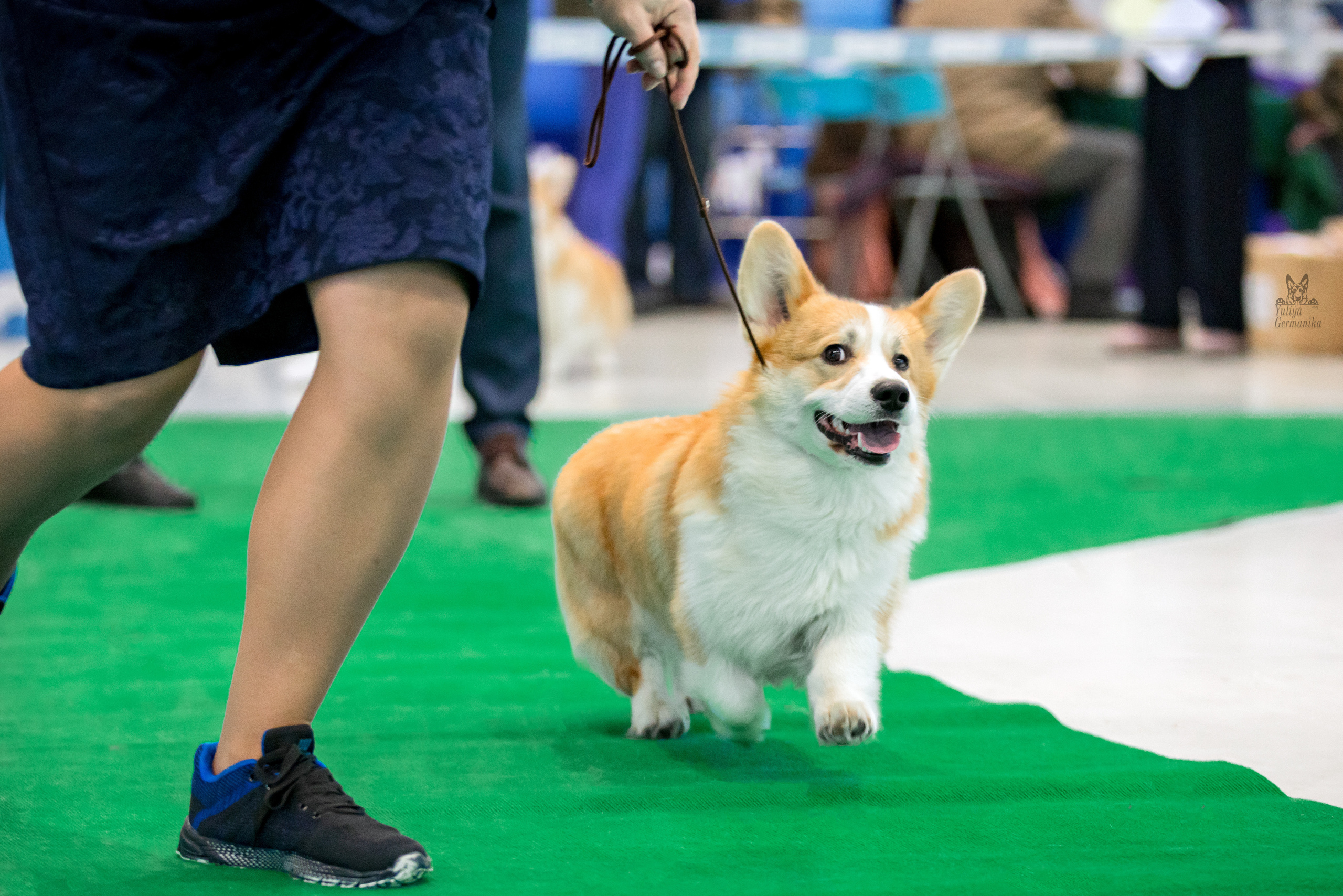 Минск 25-26.02.2023. Фотограф-анималист Юлия Германика